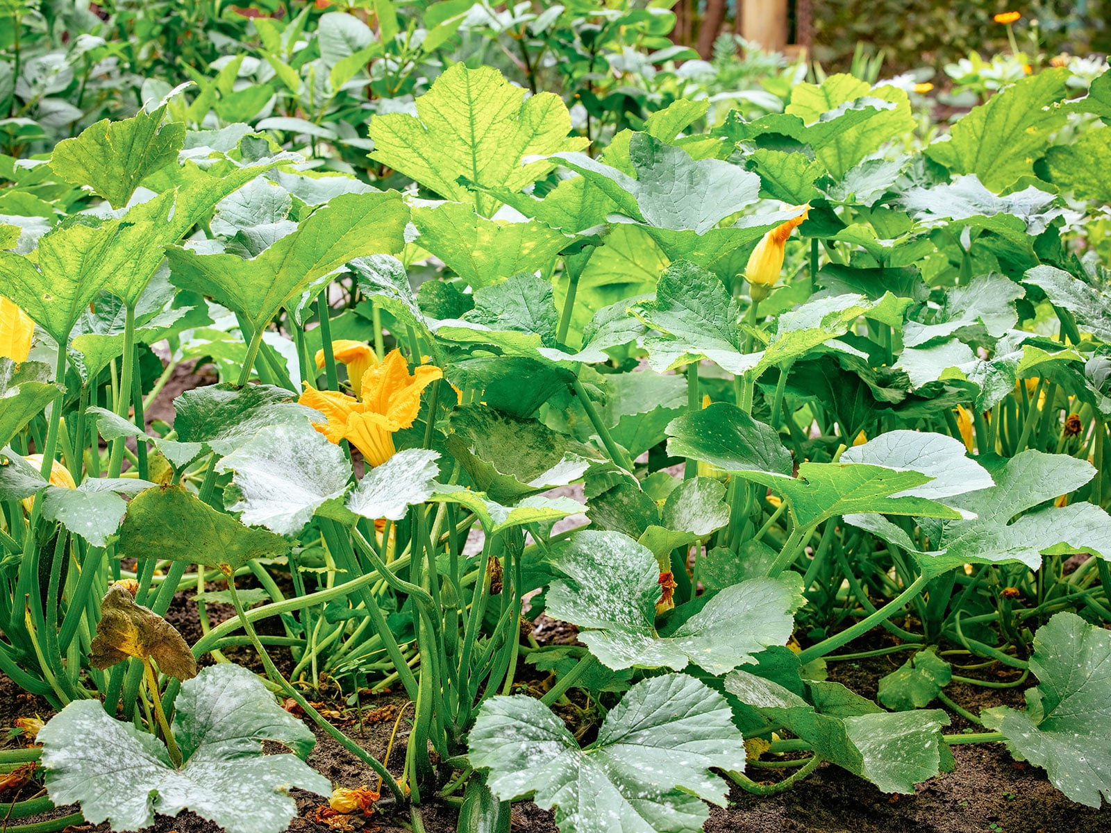 Large squash plant with lots of male flowers