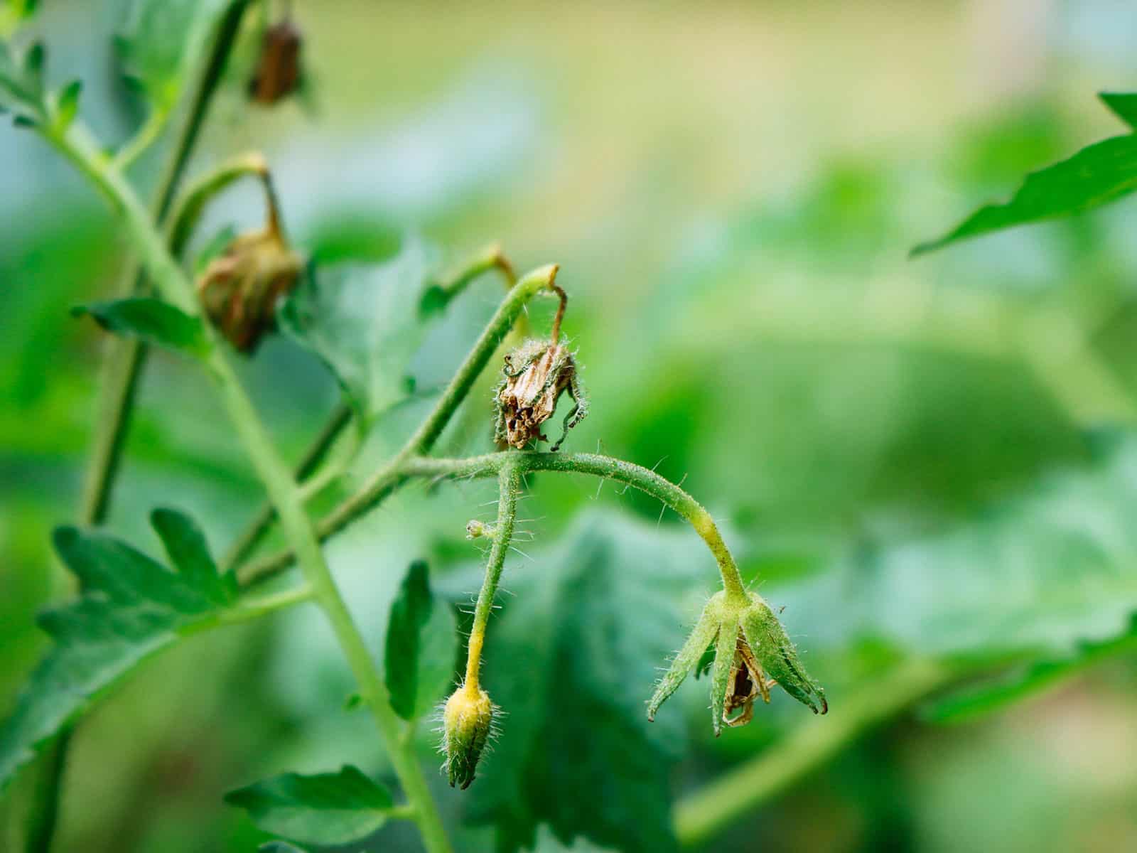 Dried up flowers on a tomato plant