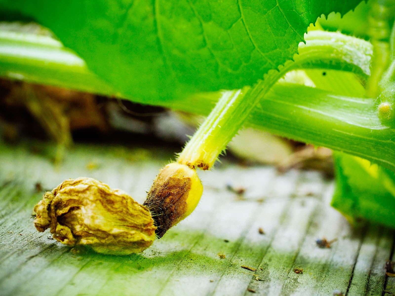 Female squash flower with rotting baby fruit