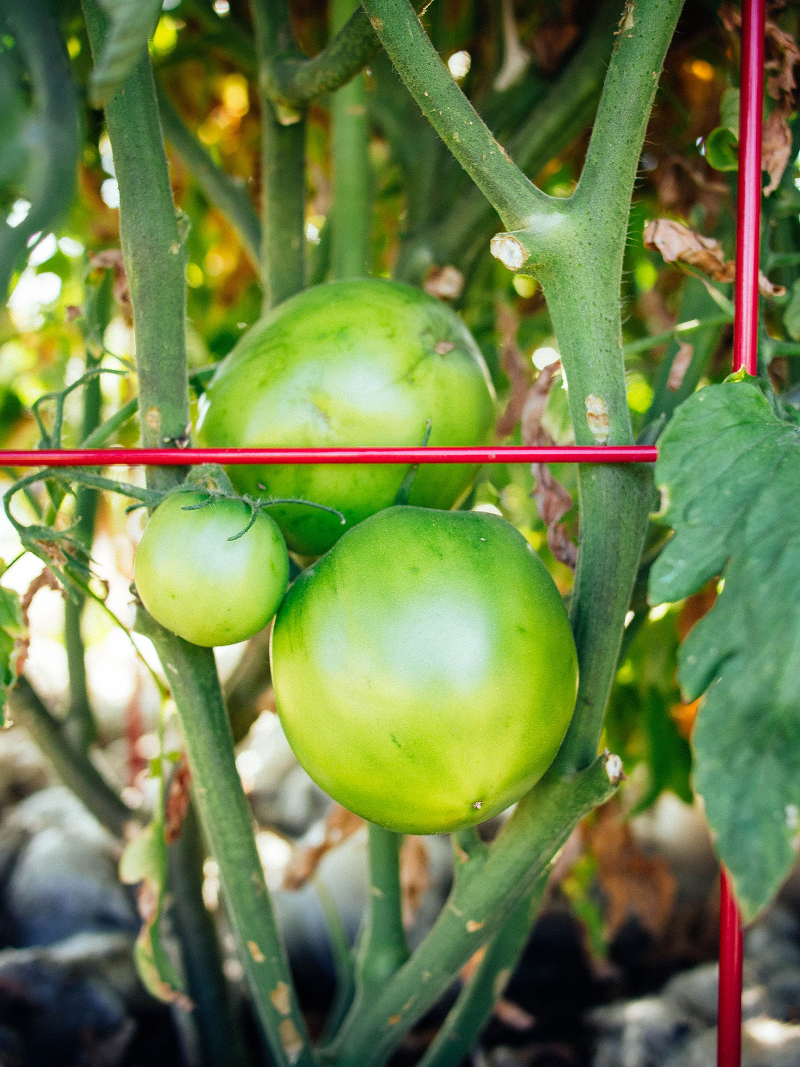 Immature green tomatoes growing inside a red tomato cage