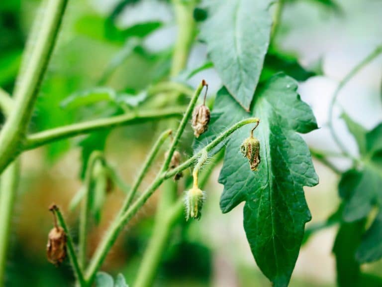 Tomato plant with several flowers drying up and falling off