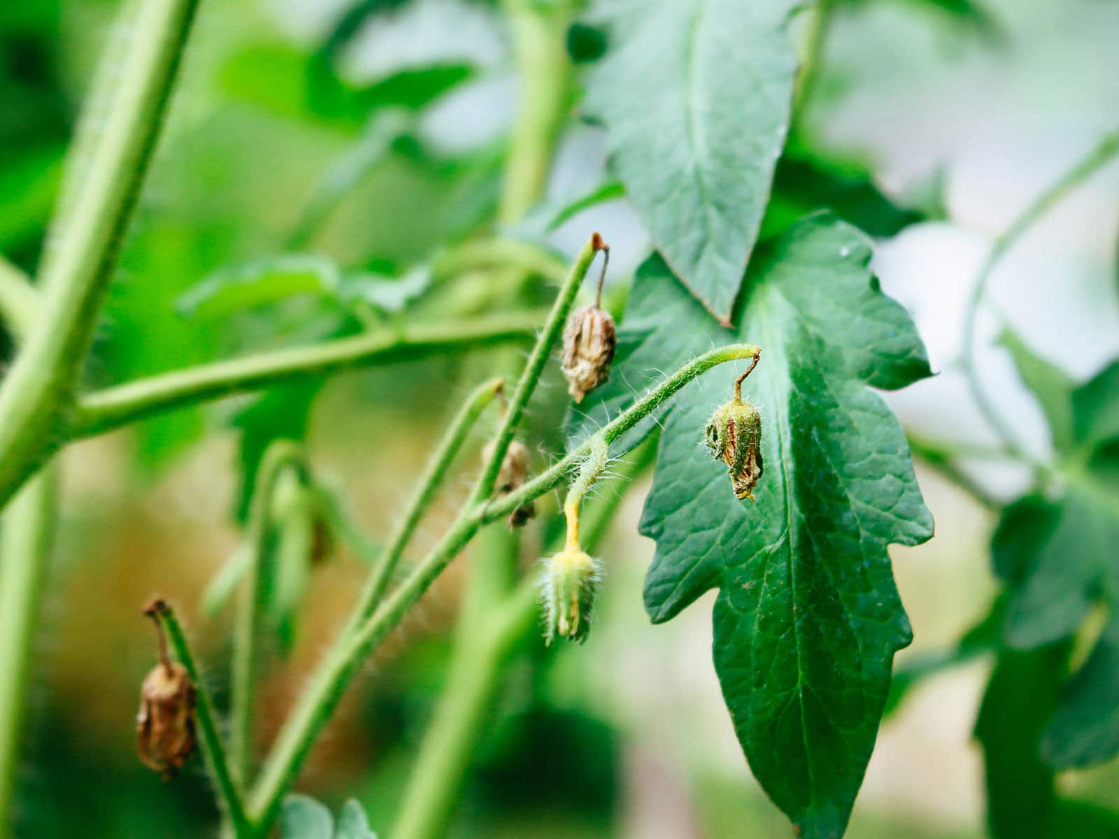 Tomato plant with several flowers drying up and falling off