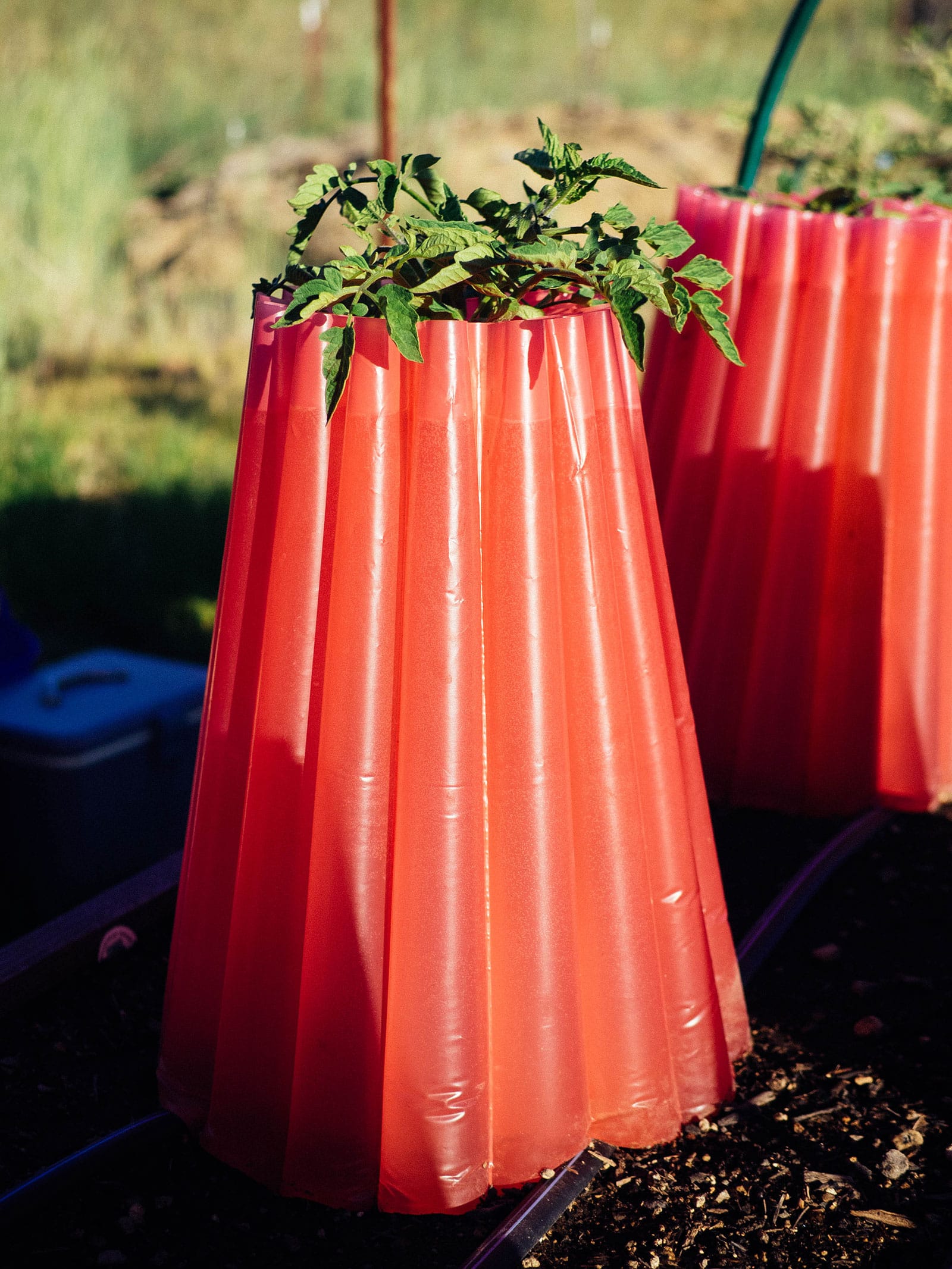 Tomato plant enclosed in a water-filled insulating teepee for frost protection