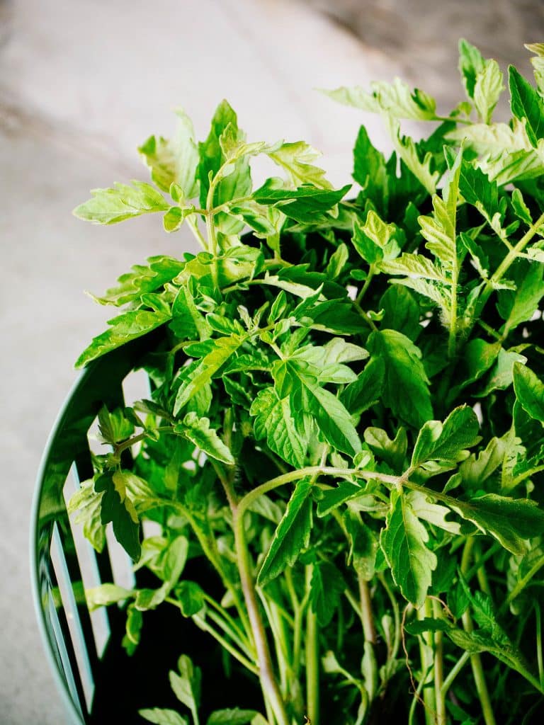 A colander filled with several tomato stems picked from the garden