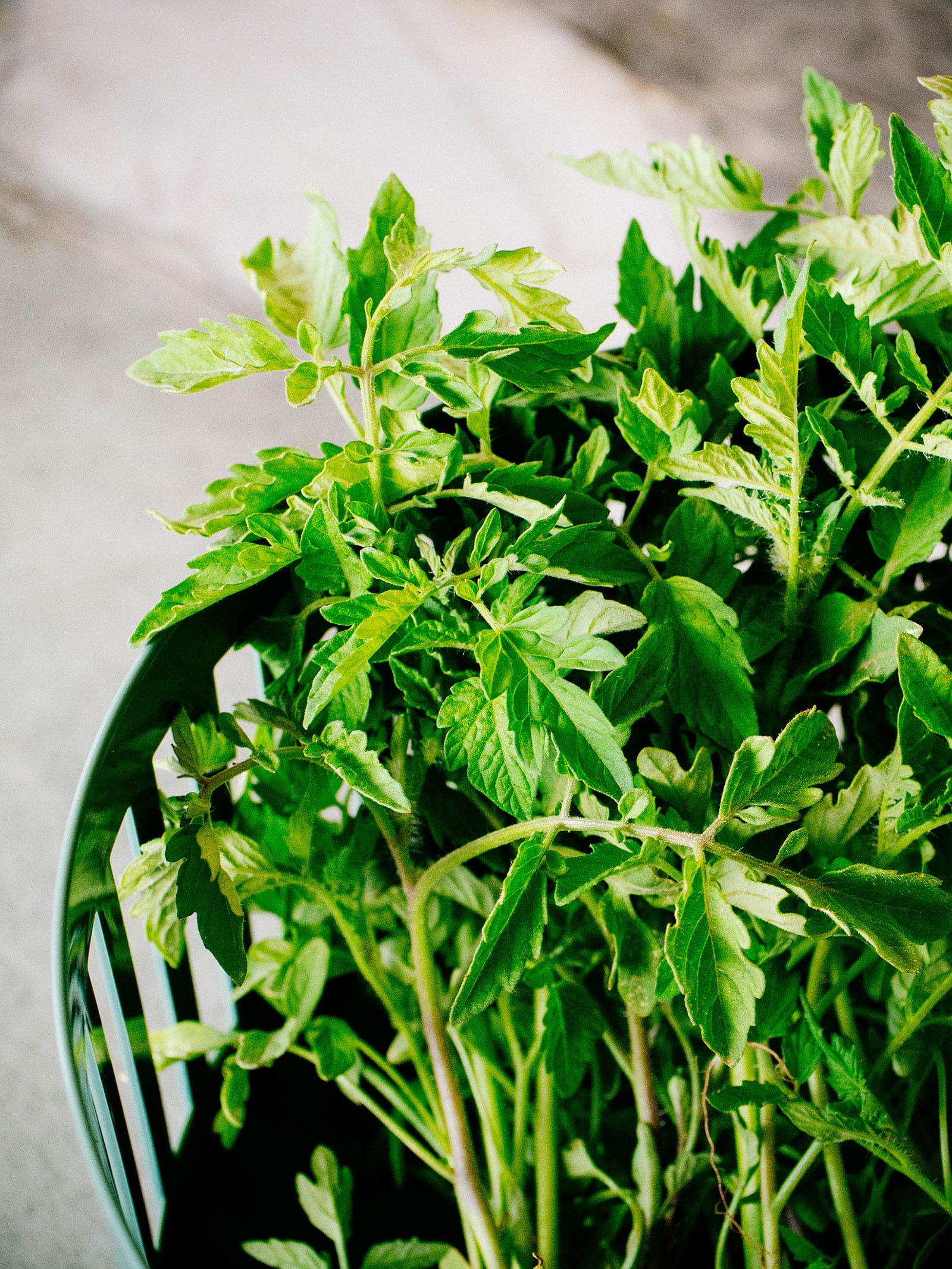 A colander filled with several tomato stems picked from the garden
