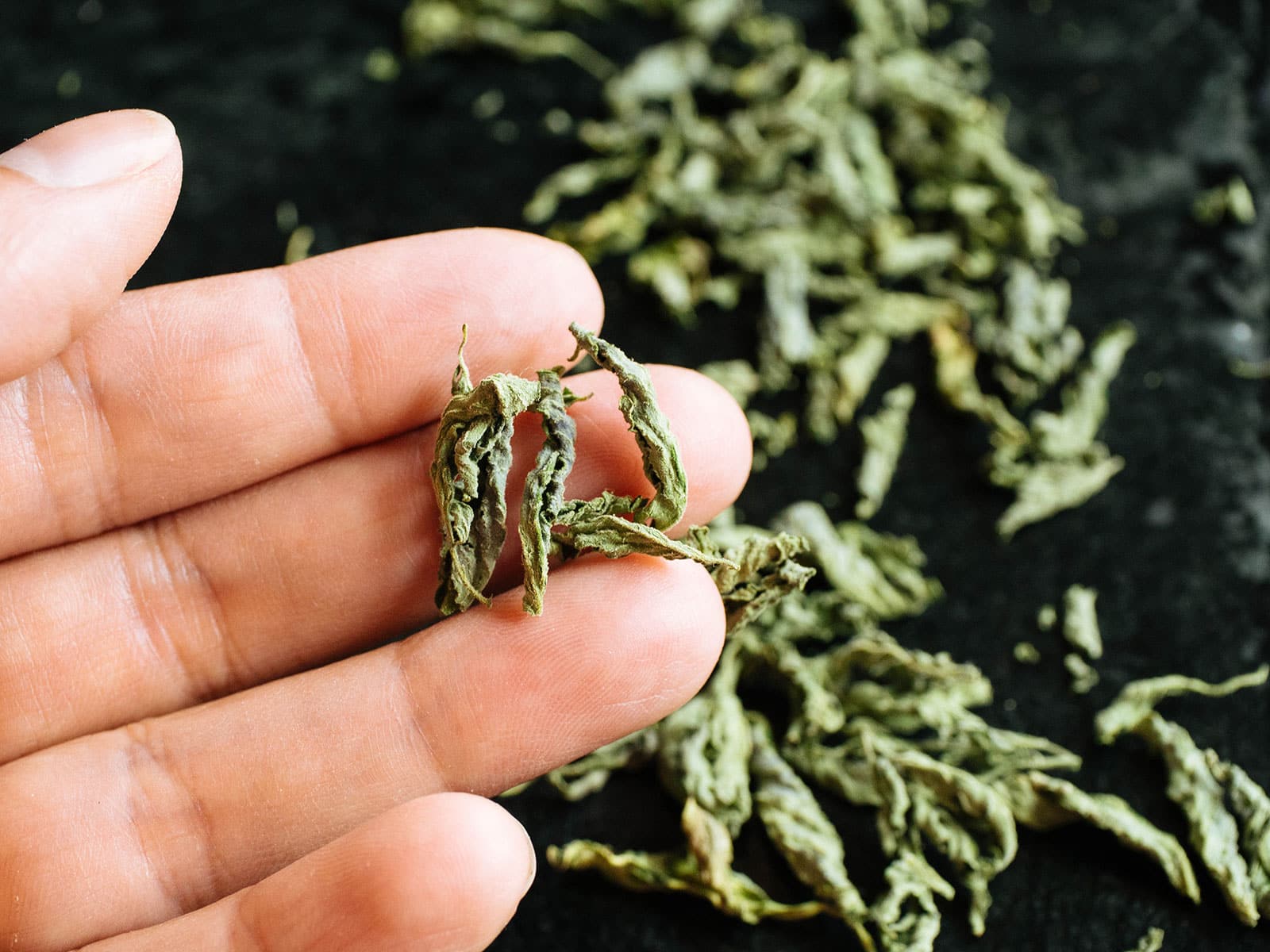 Hand holding a few dried tomato leaves used as seasoning