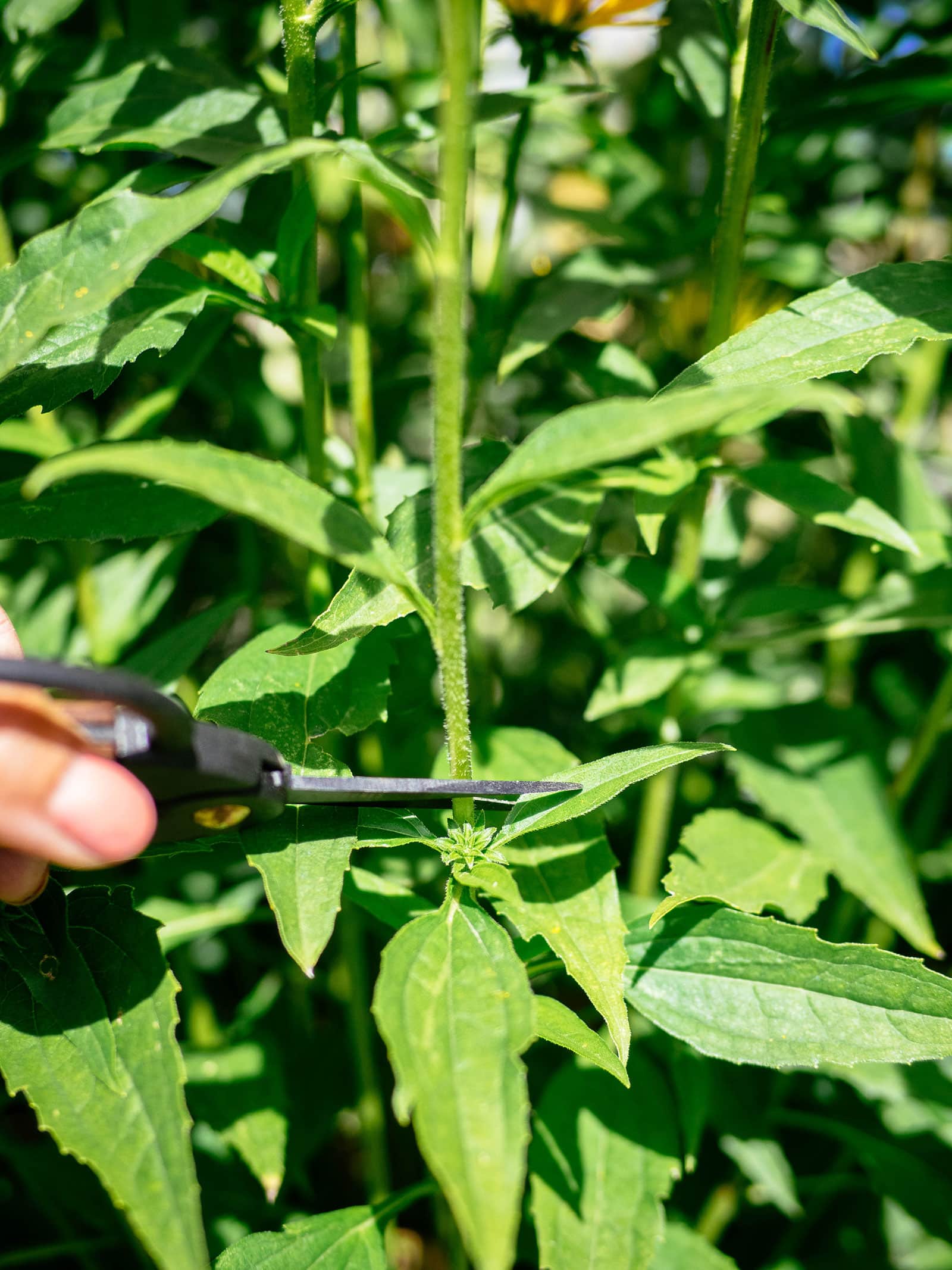 Scissors cutting a stem above new leafy growth
