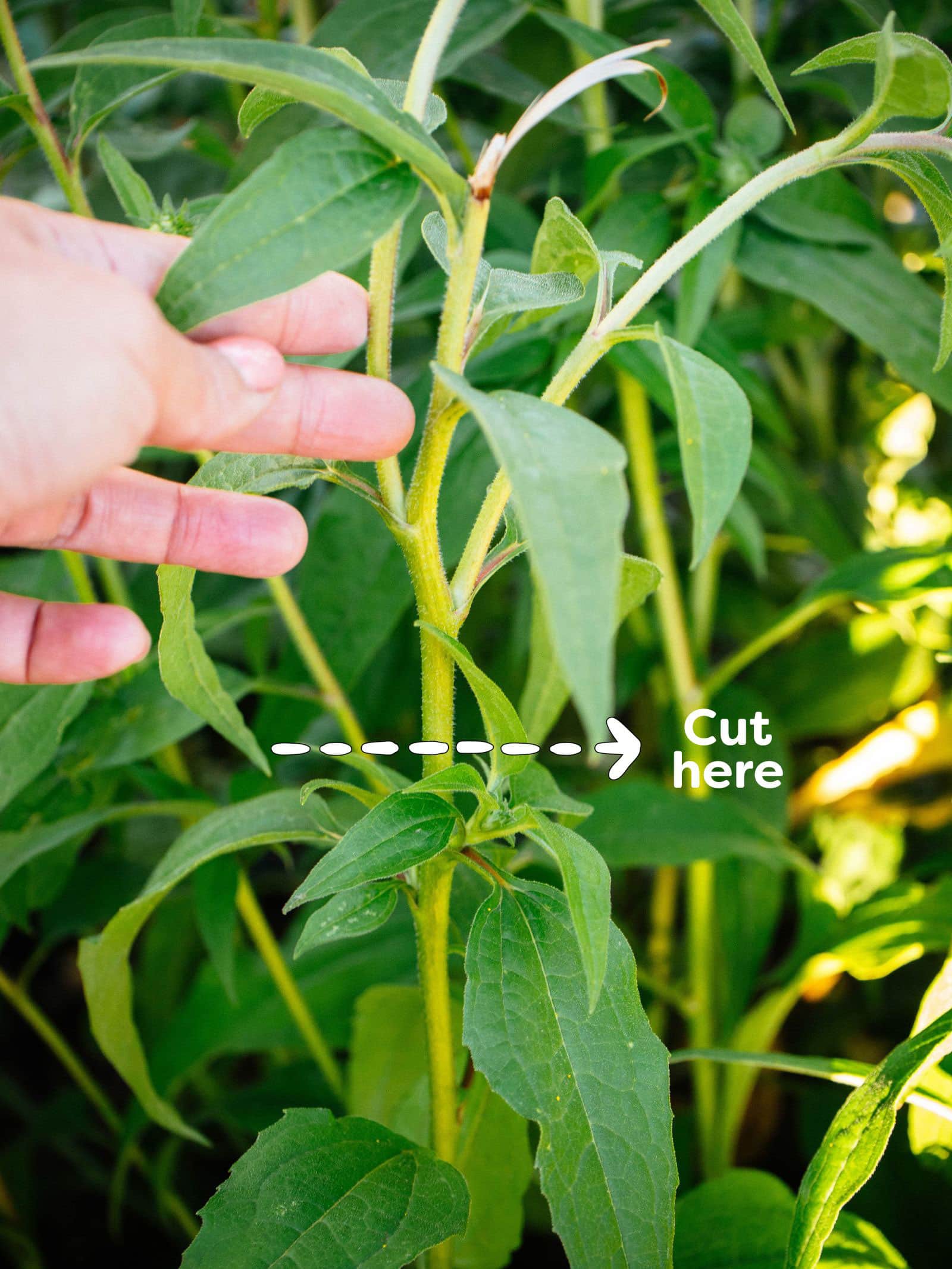 Image showing where to cut on the stem when a plant has multiple flower heads