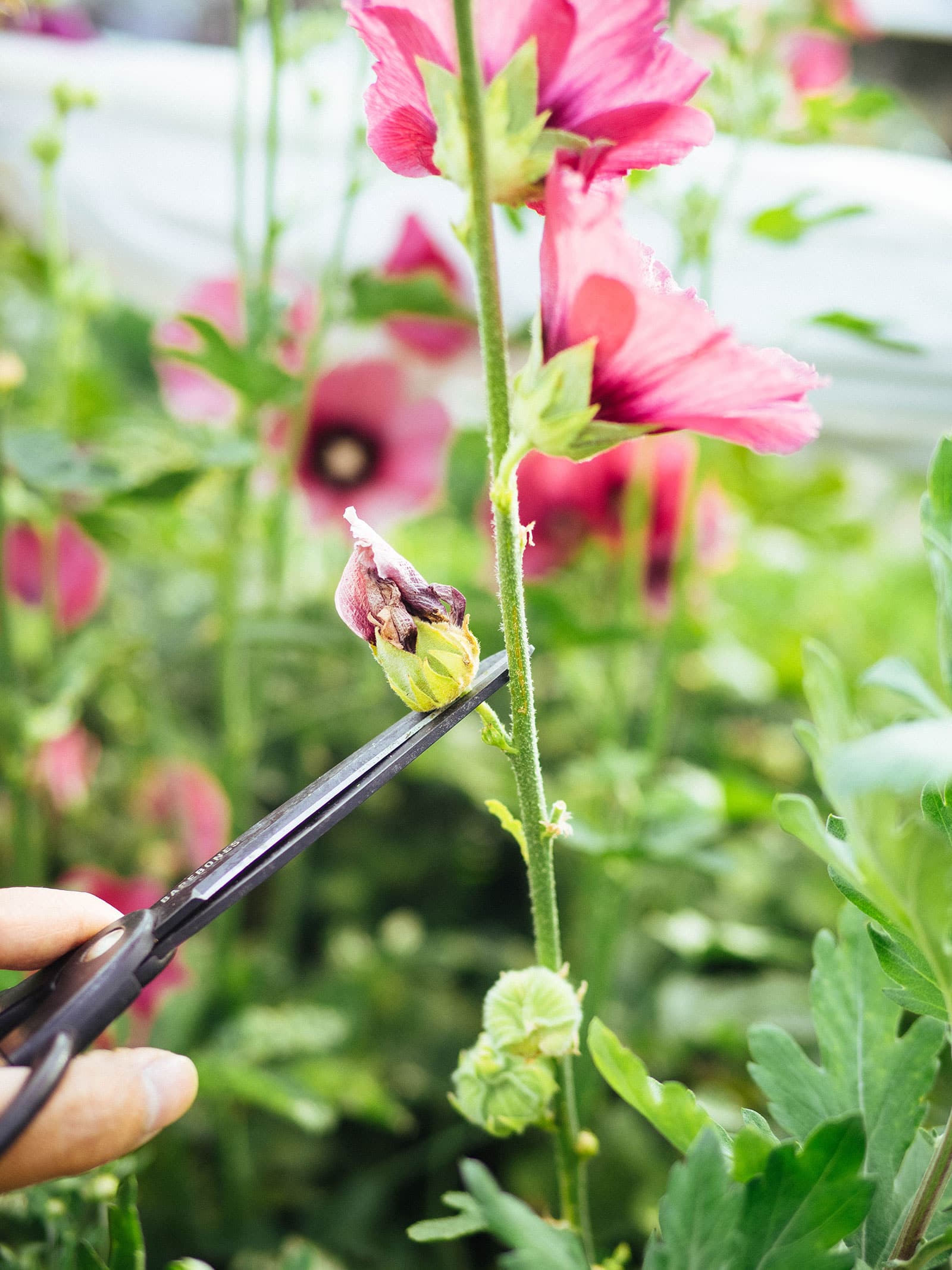 Scissors cutting off a spent blossom on a pink hollyhock stem