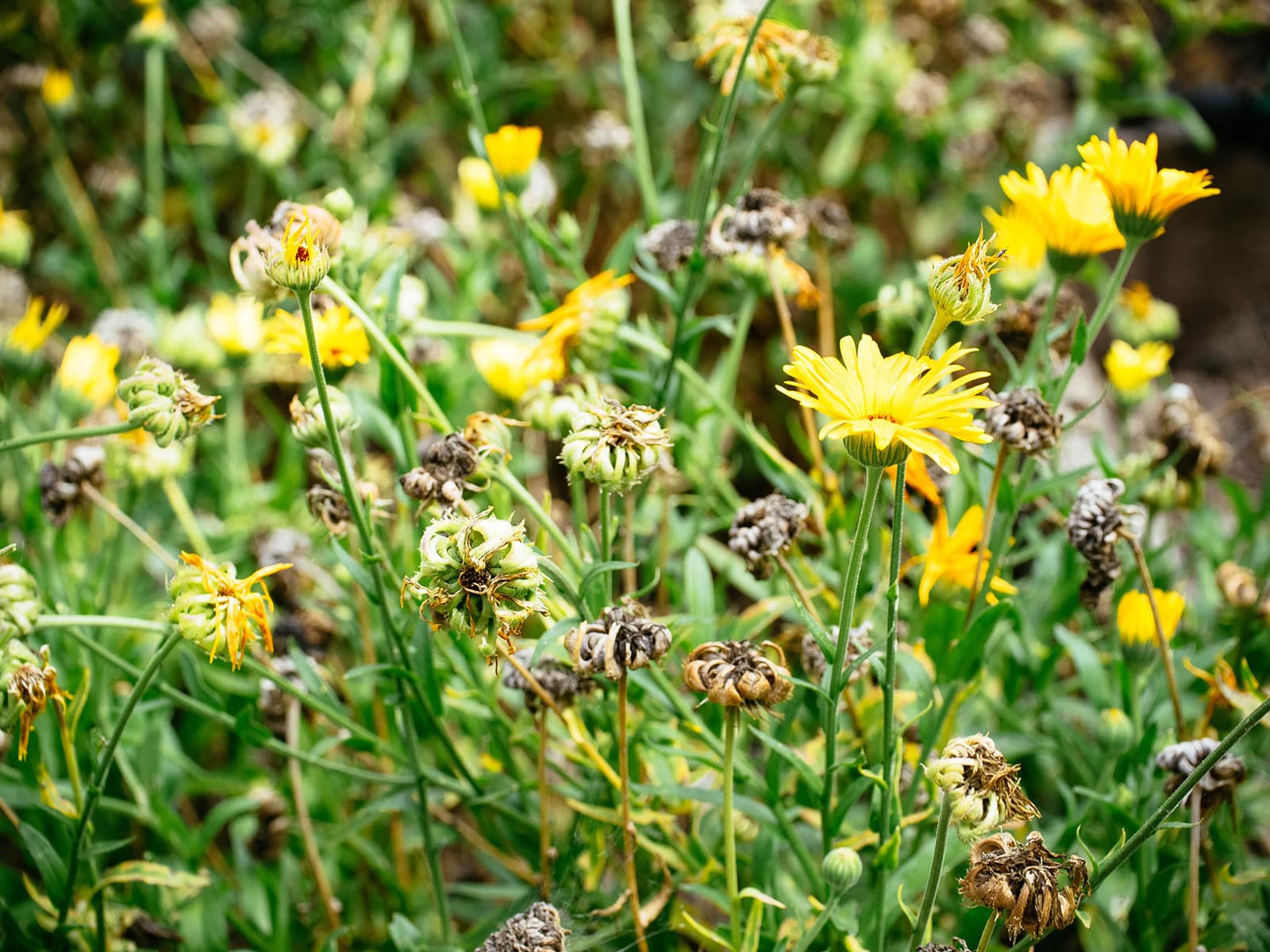 Calendula plant with new flowers in bloom and old flowers going to seed