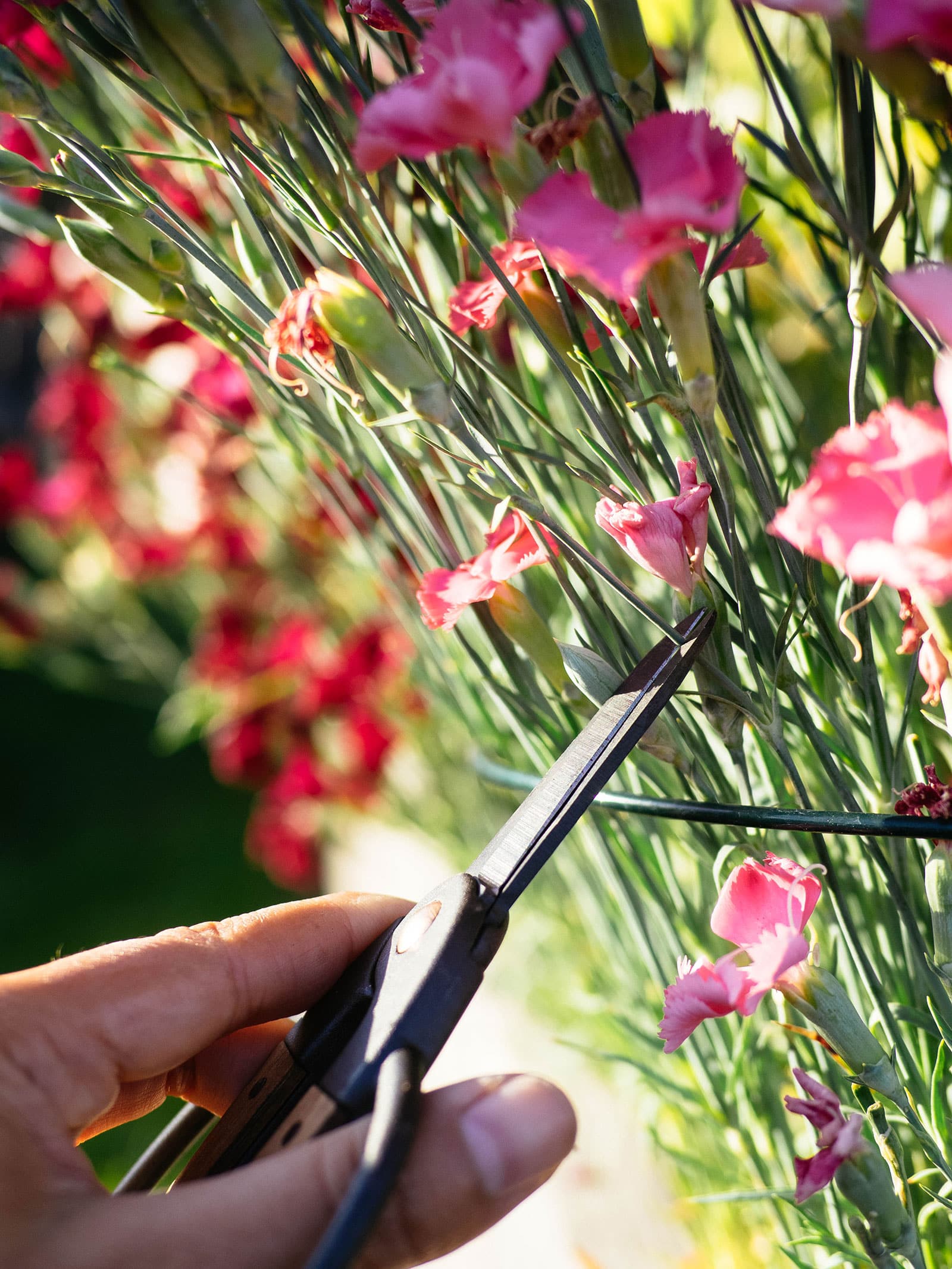 Scissors deadheading a spent blossom on a pink dianthus plant