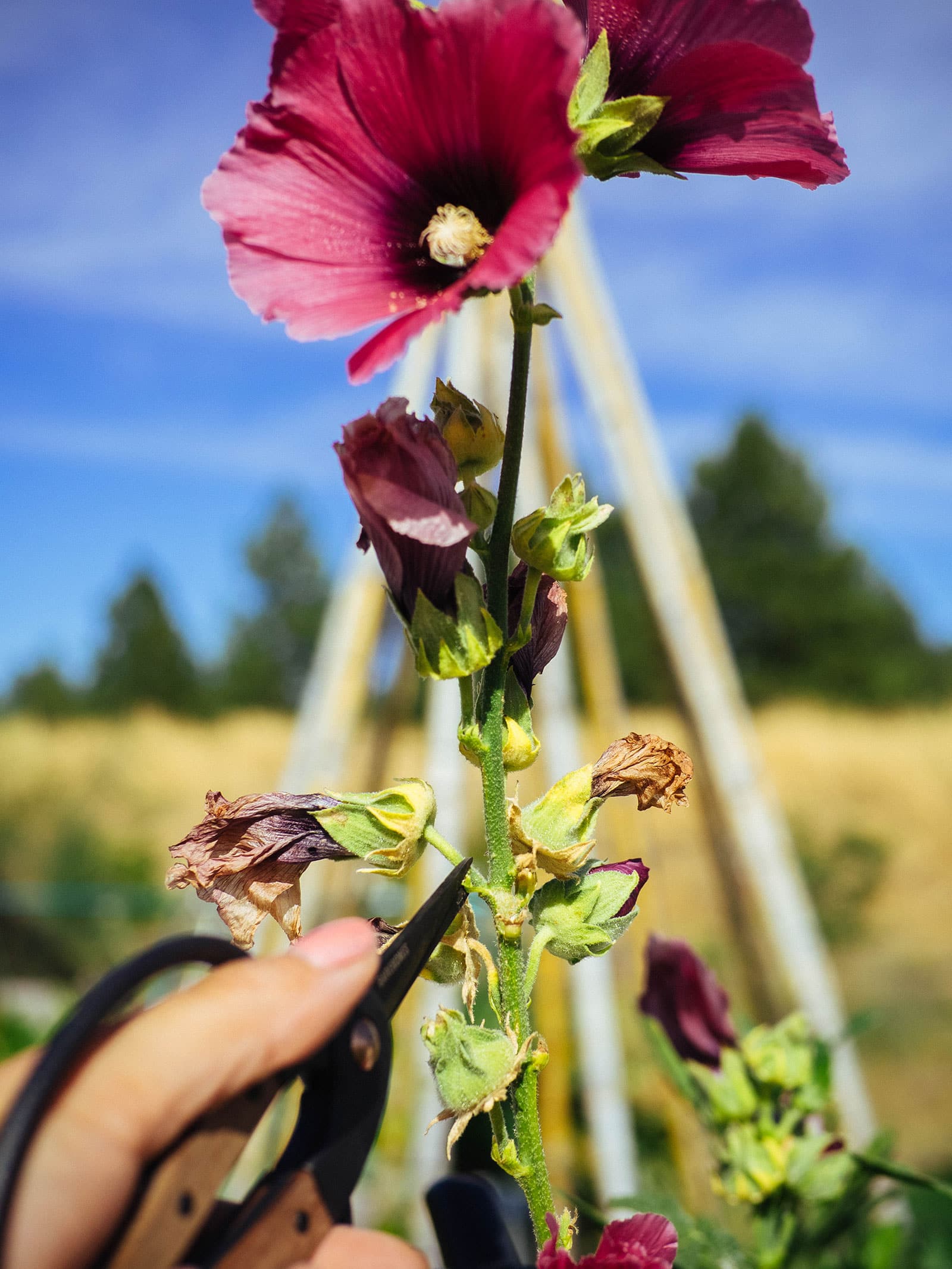Scissors deadheading a spent blossom on a burgundy hollyhock stem