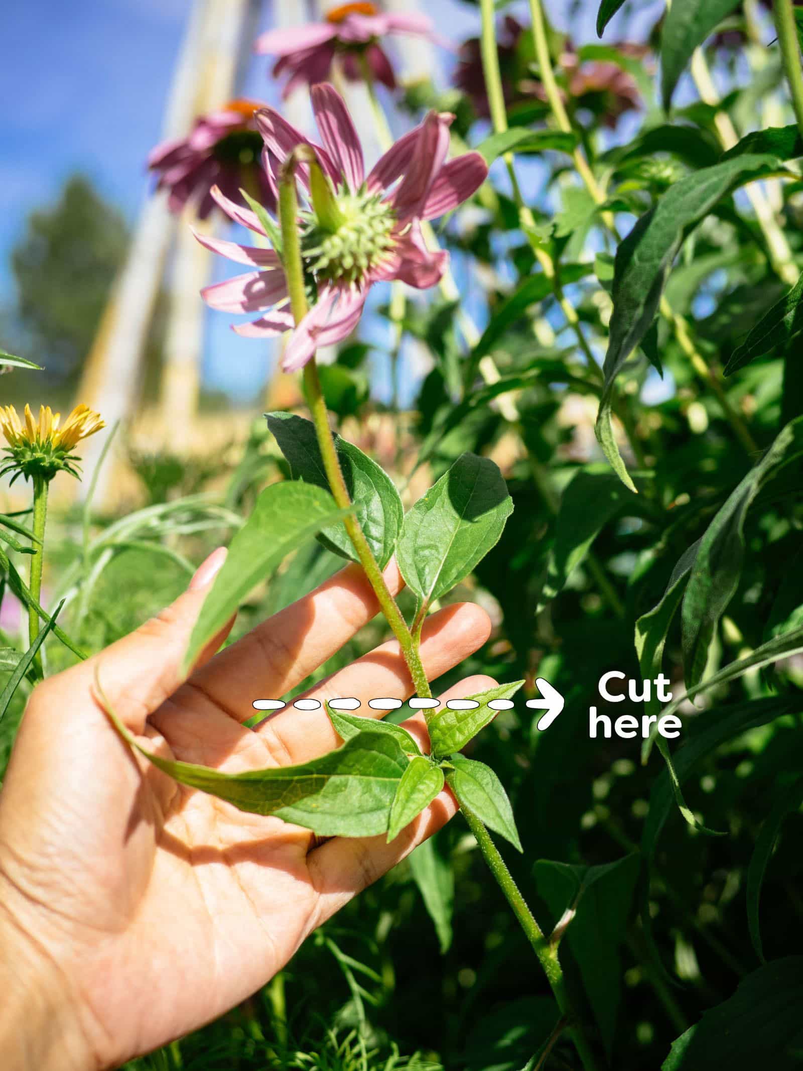 Image showing where to cut on a coneflower stem for the best chances of rebloom