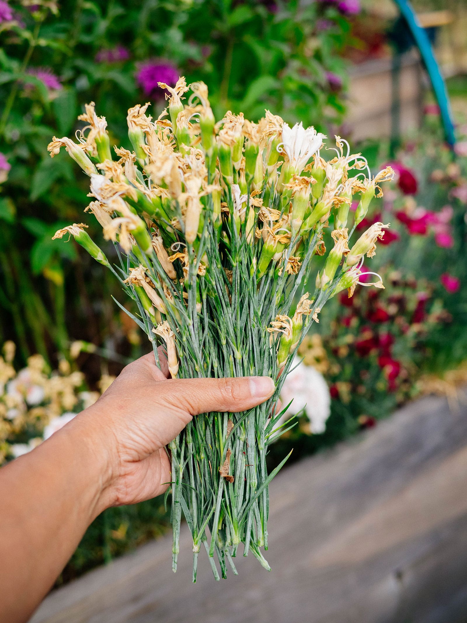 Woman's hand holding a bundle of deadheaded dianthus stems with old flowers