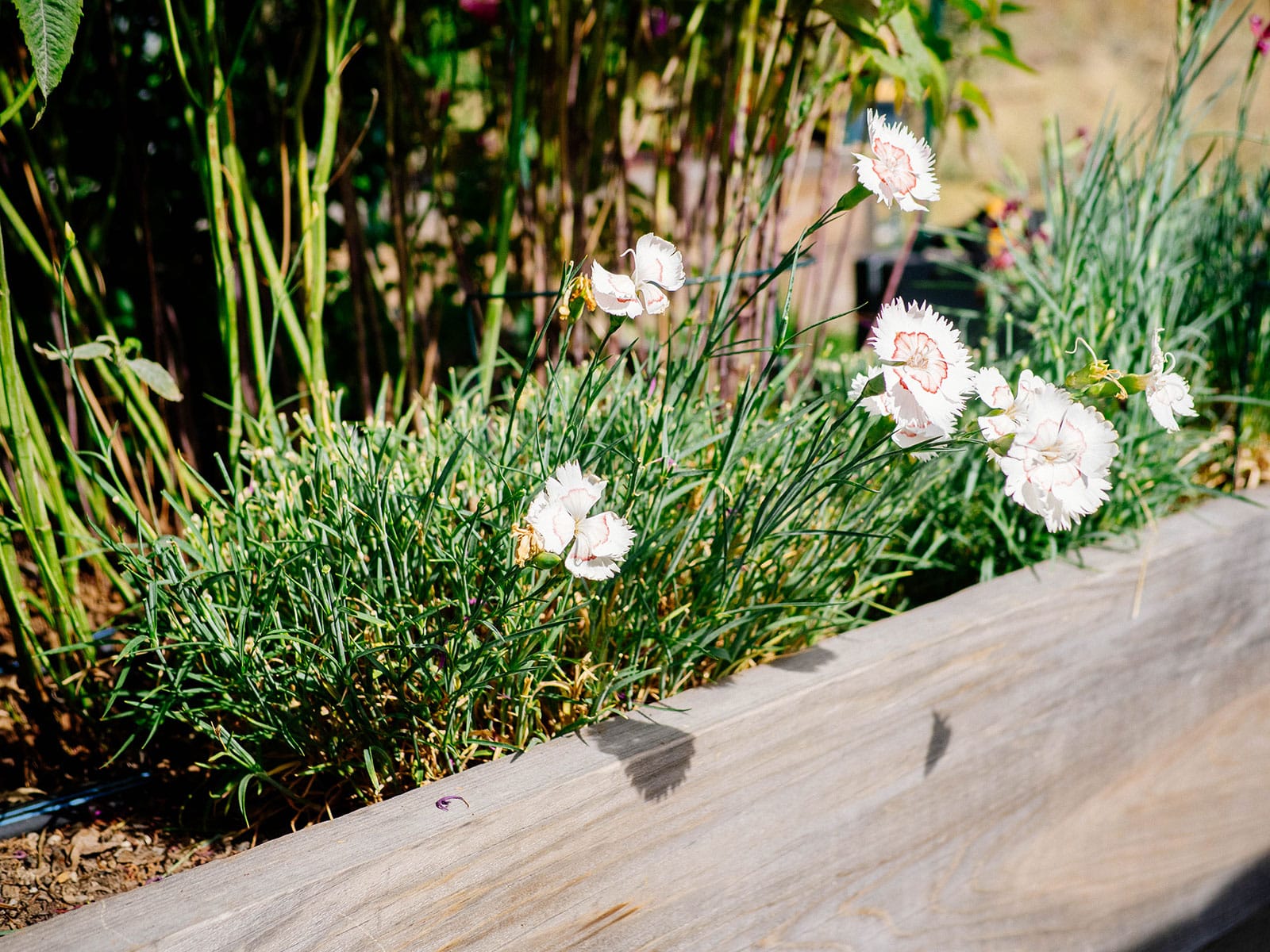 A freshly pruned dianthus plant with a few white flowers still in bloom