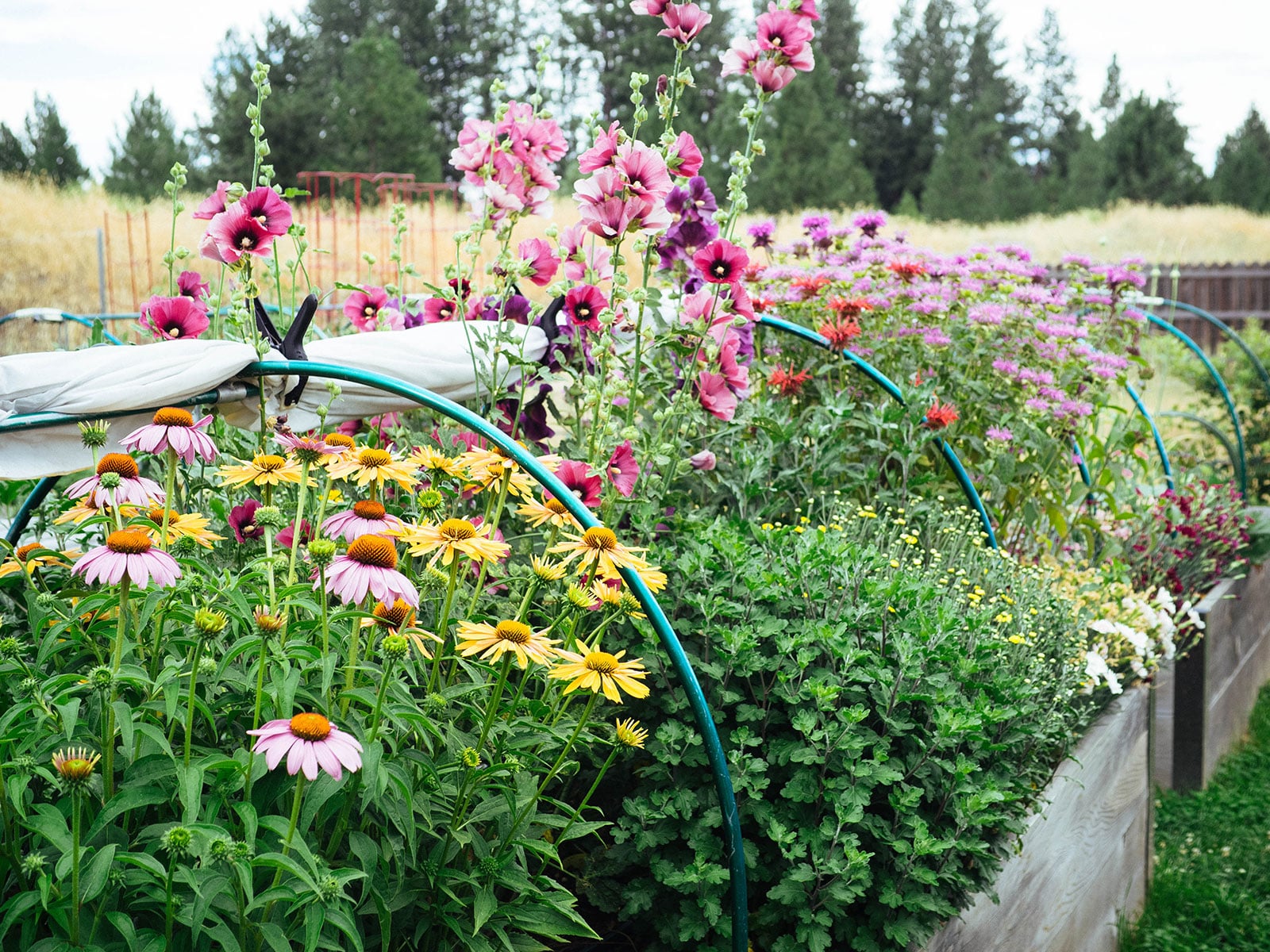 Raised flower bed filled with perennial flowers in bloom including coneflowers, hollyhocks, and bee balm