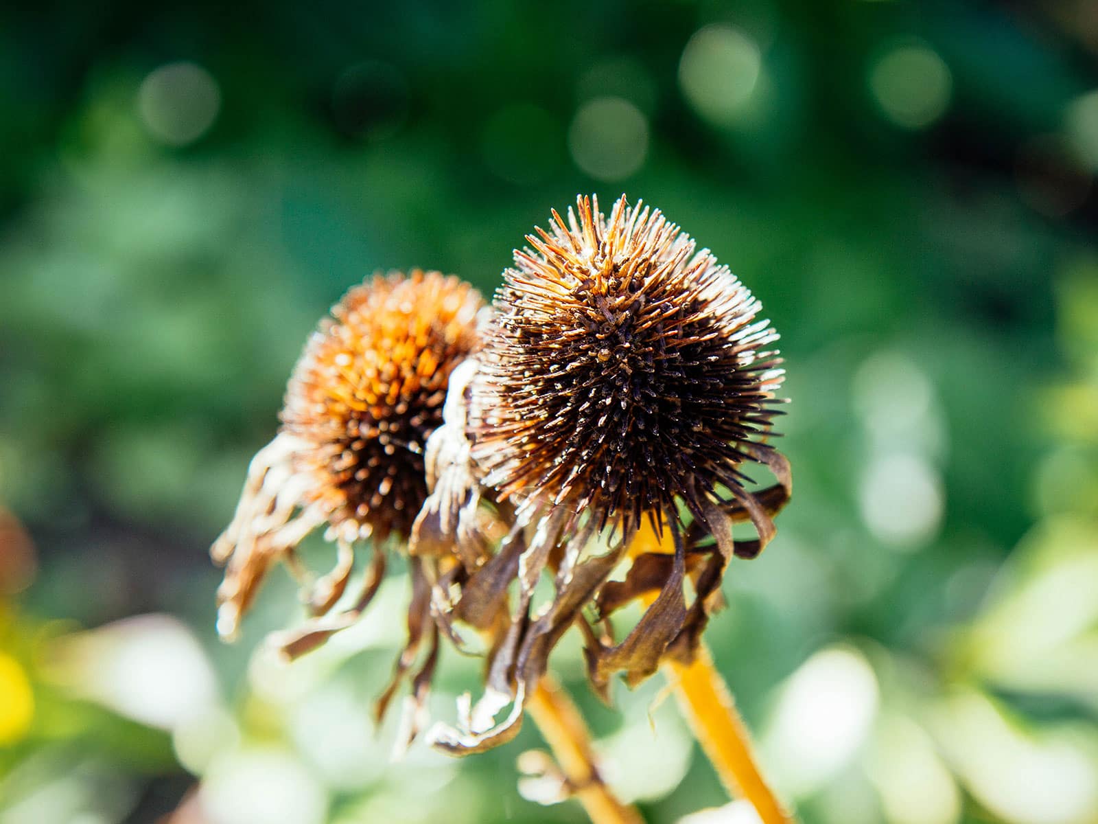 Dried seed heads on a coneflower (Echinacea)