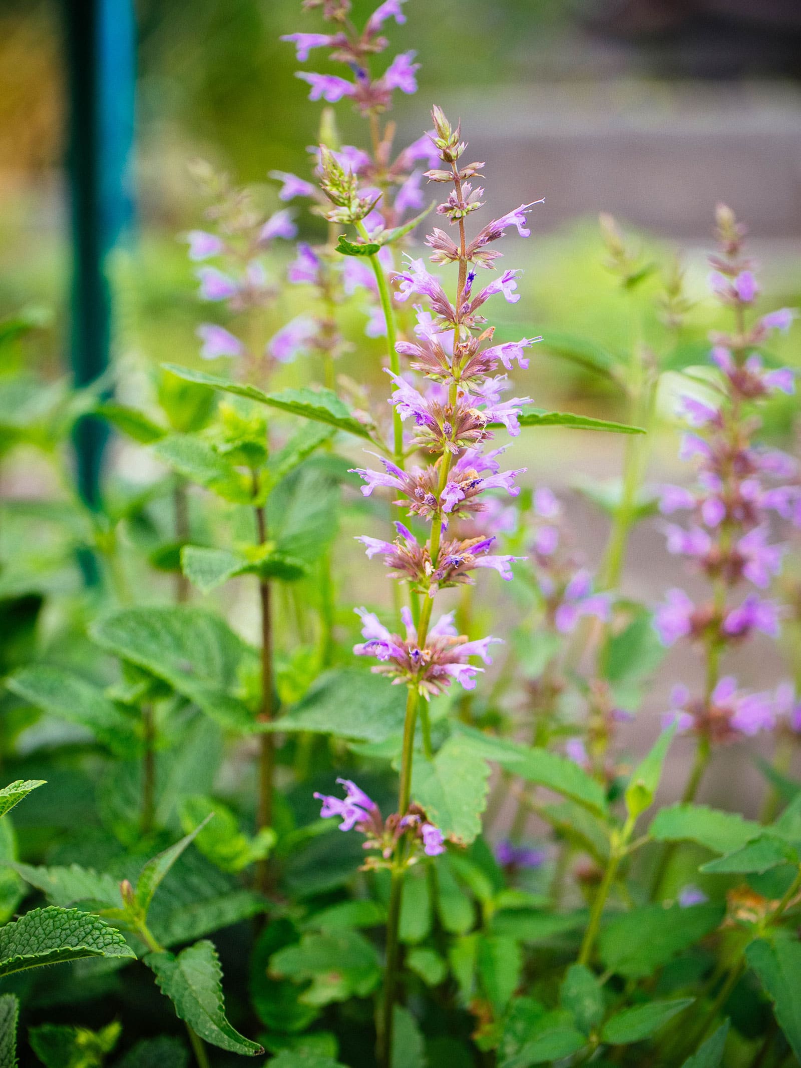 Edible anise hyssop flowers