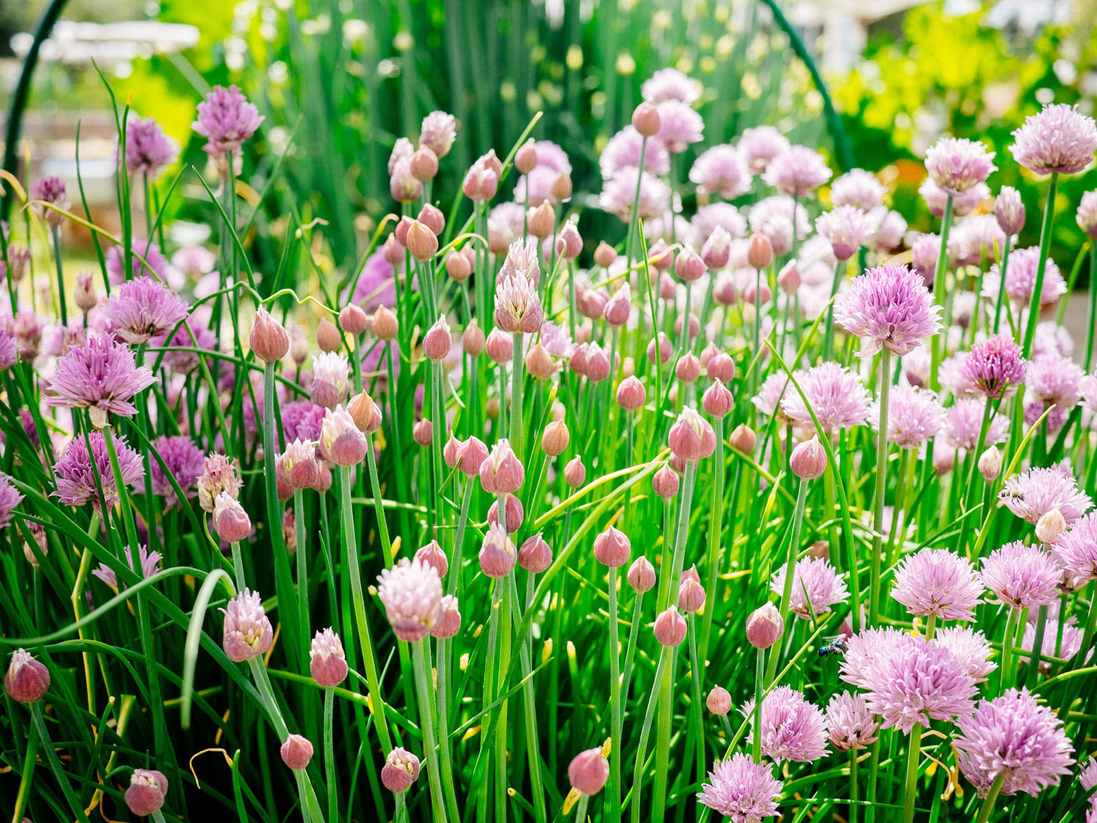 Edible onion chive flowers