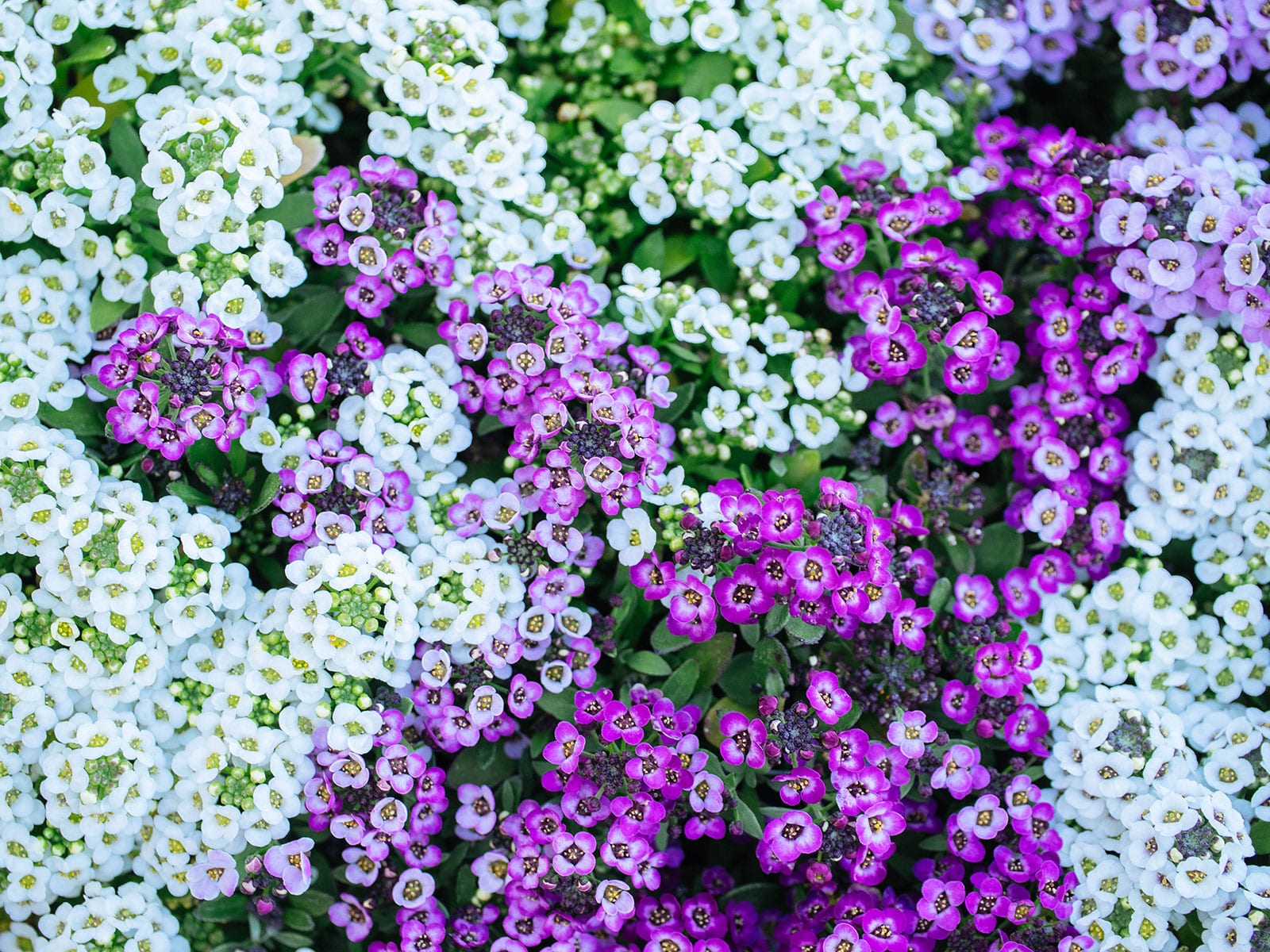 Edible white and purple alyssum flowers