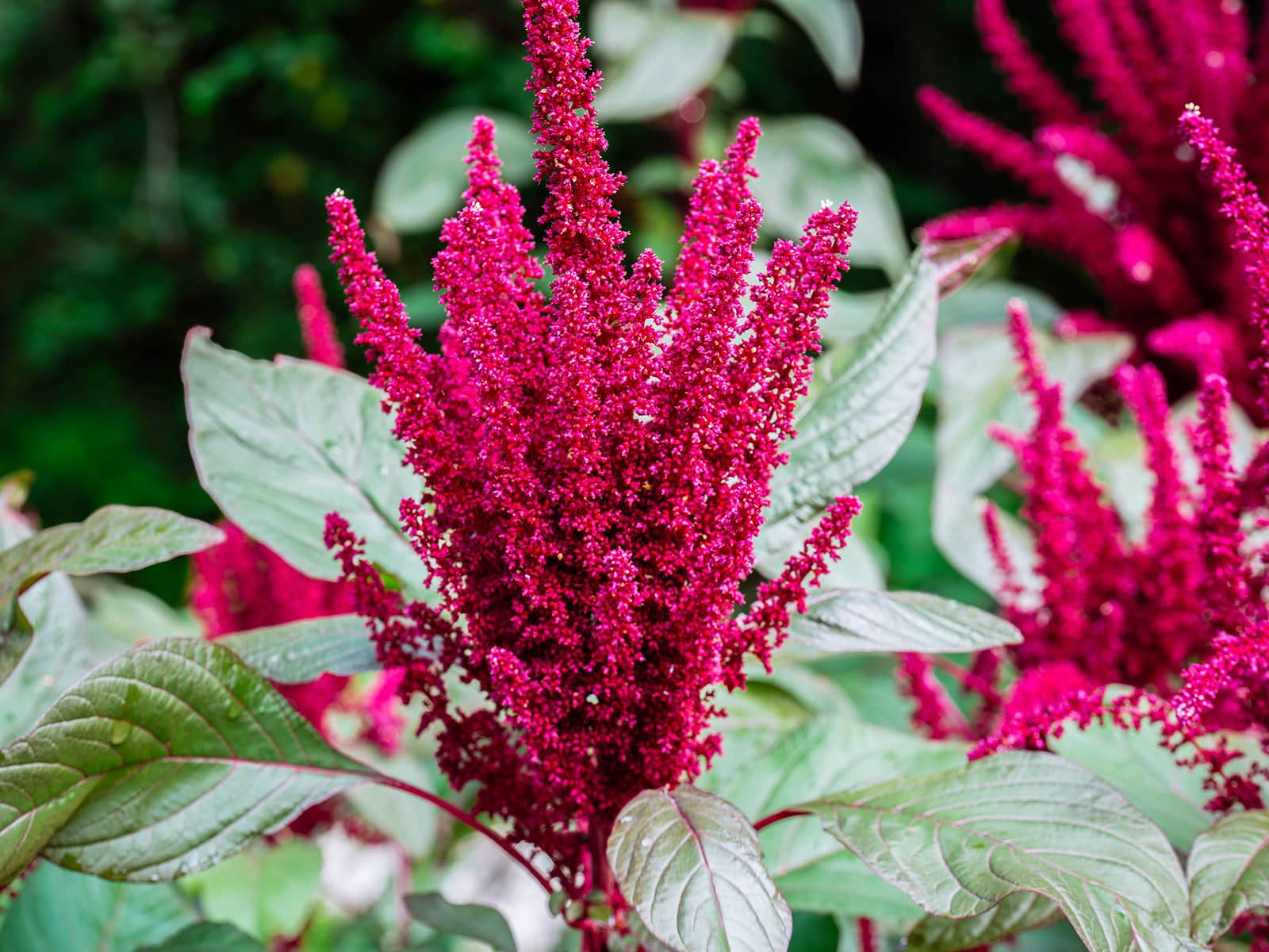 Edible red amaranth flowers