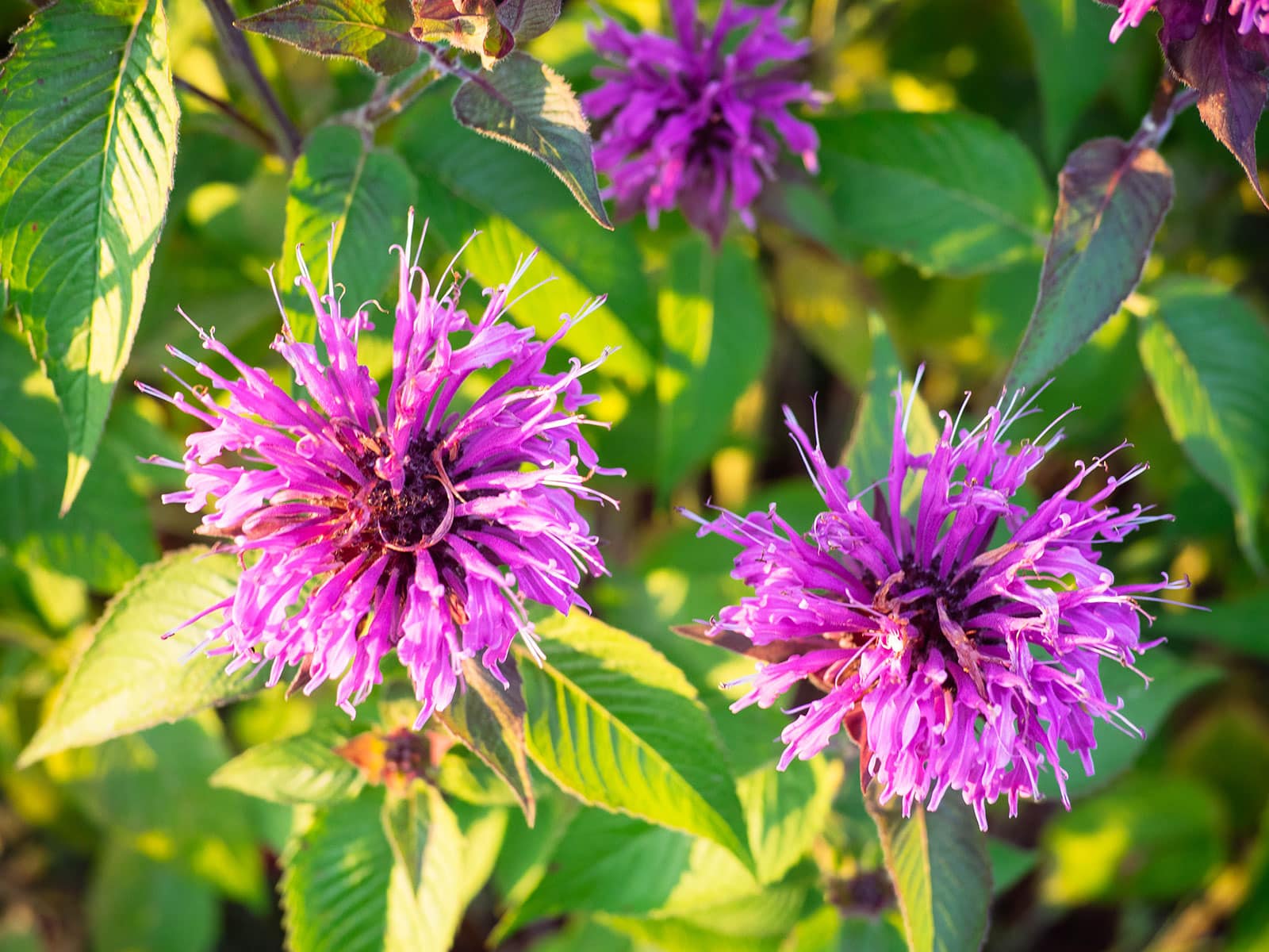 Edible purple bee balm flowers