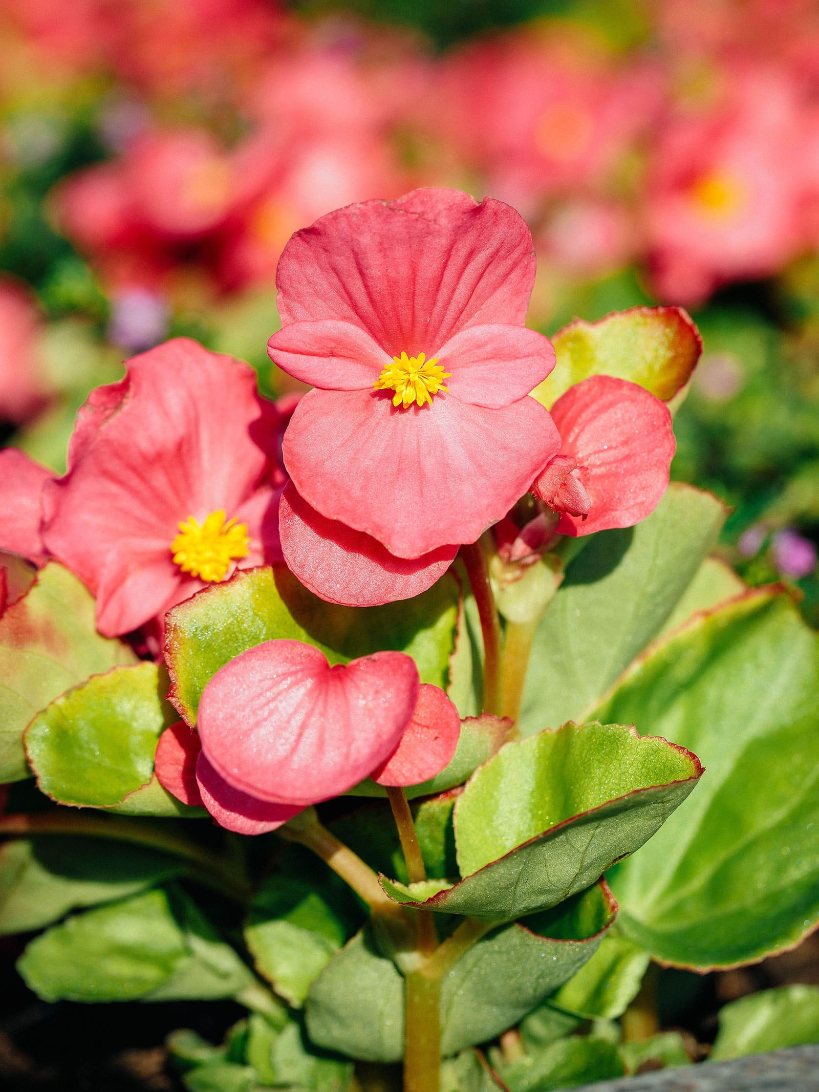 Edible wax begonia flowers