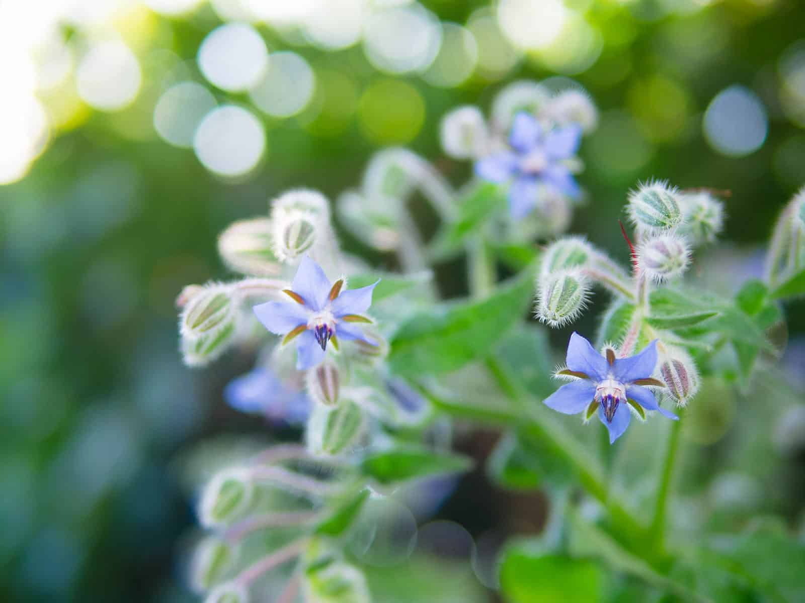 Edible blue borage flowers