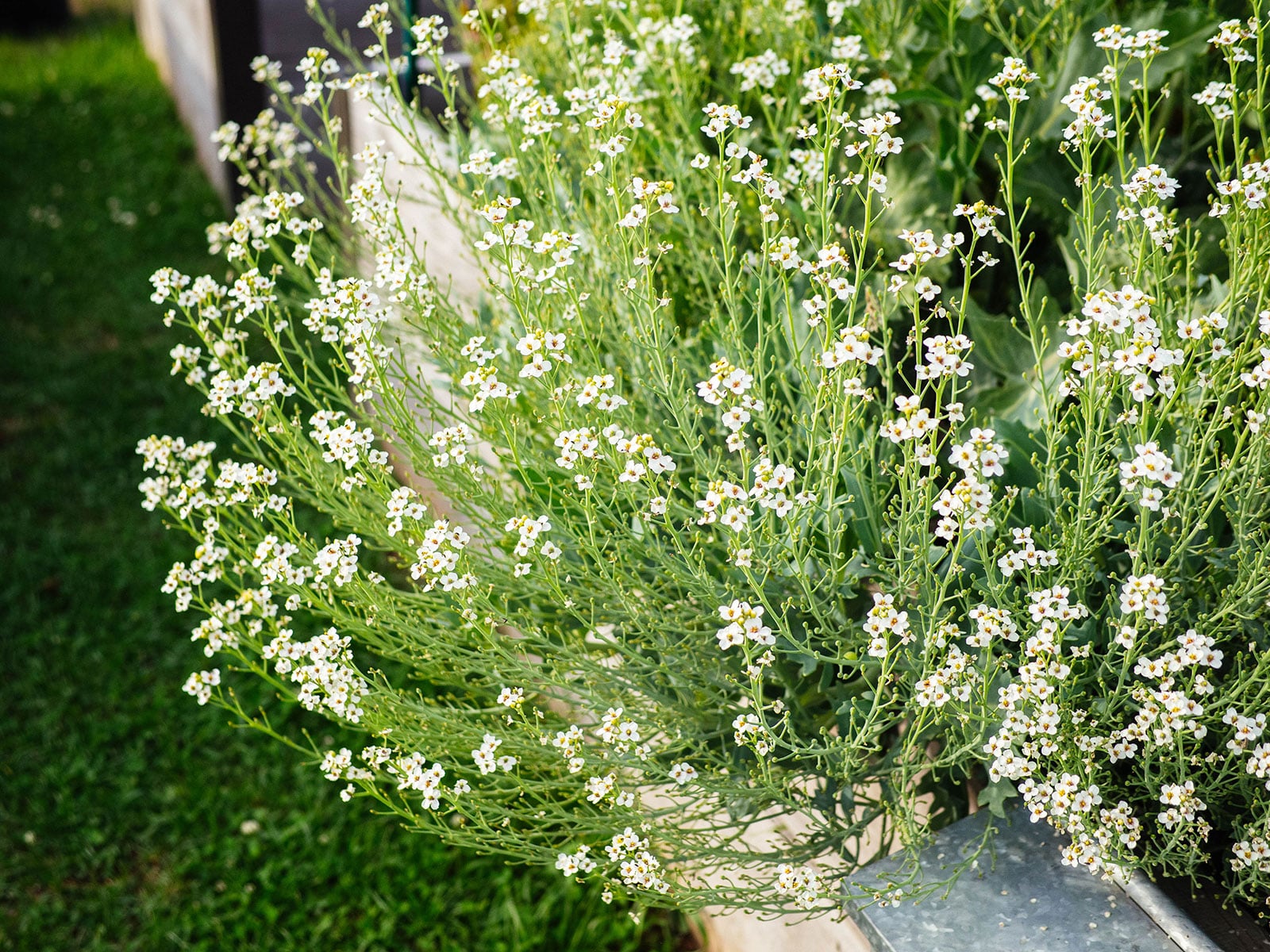 Edible sea kale flowers