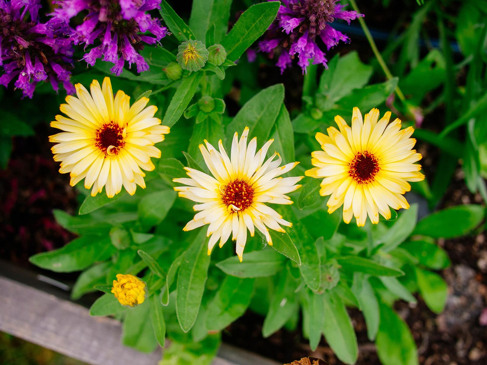 Edible calendula flowers