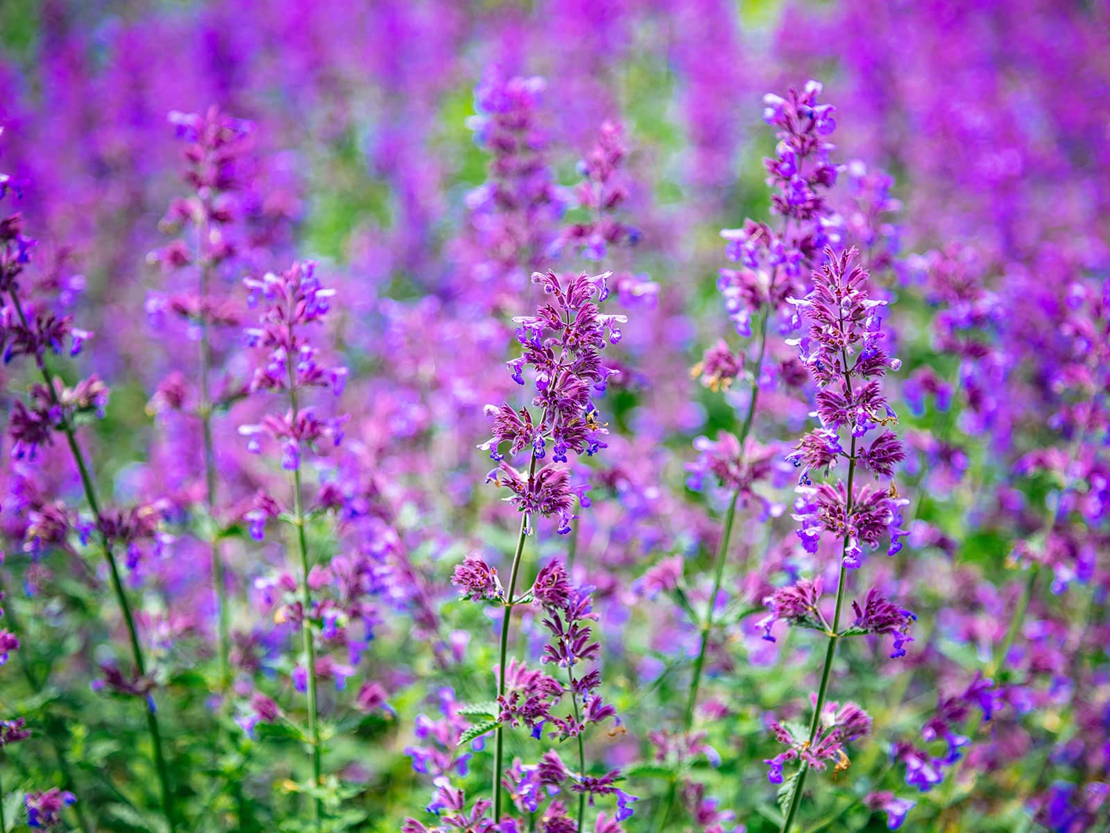 Edible purple catmint flowers