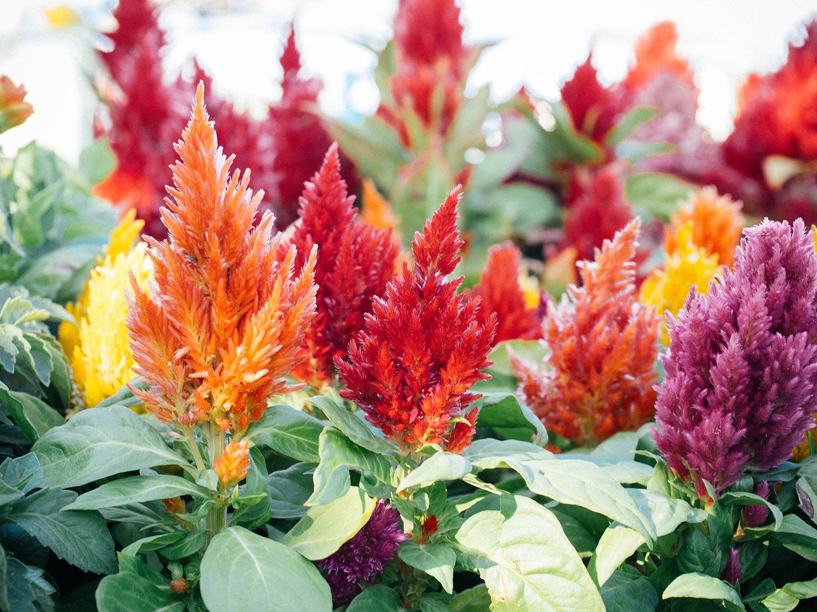 Edible celosia flowers in orange, red, and purple