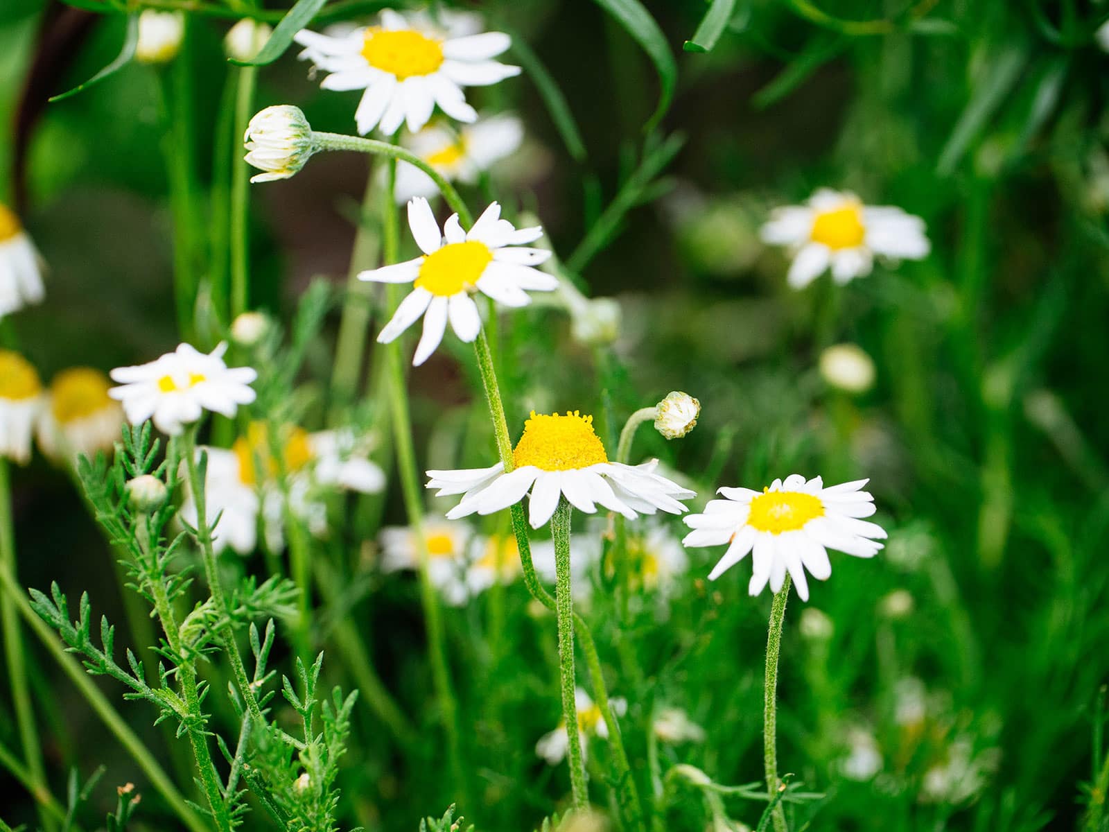 Edible chamomile flowers