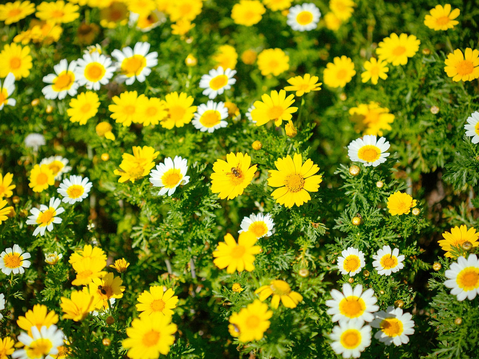 Edible chrysanthemum flowers