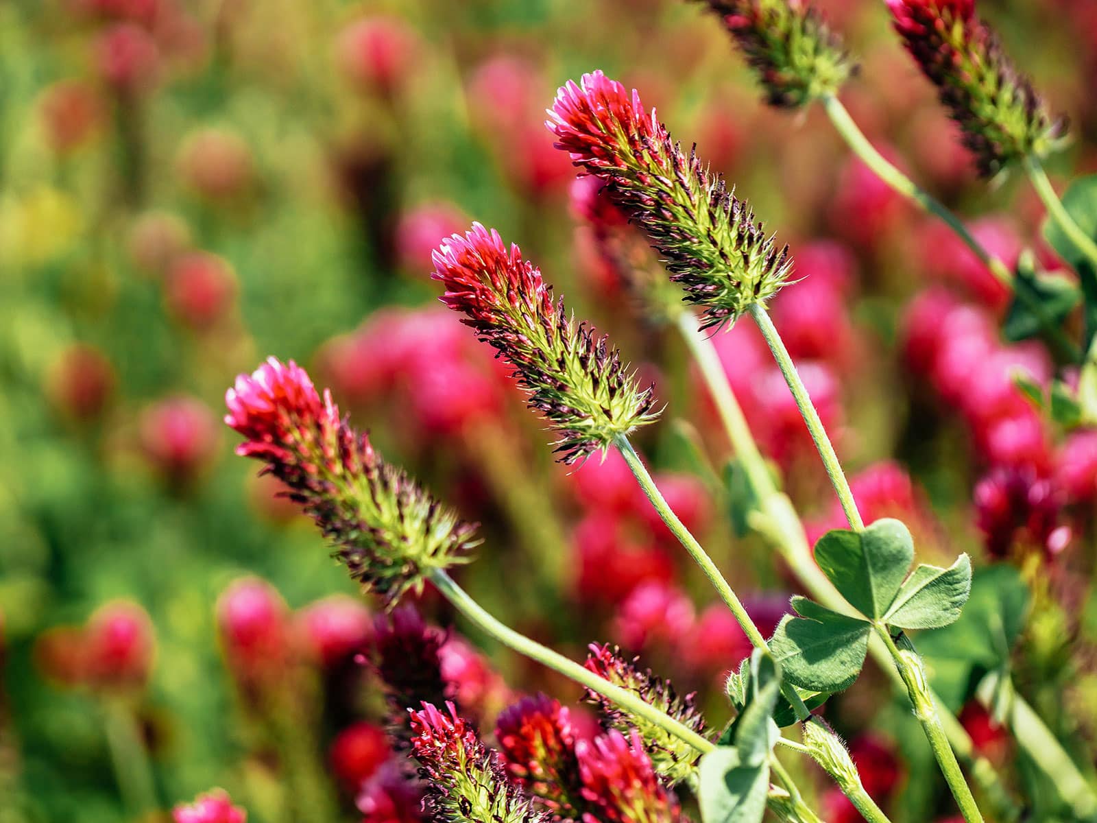Edible red clover flowers