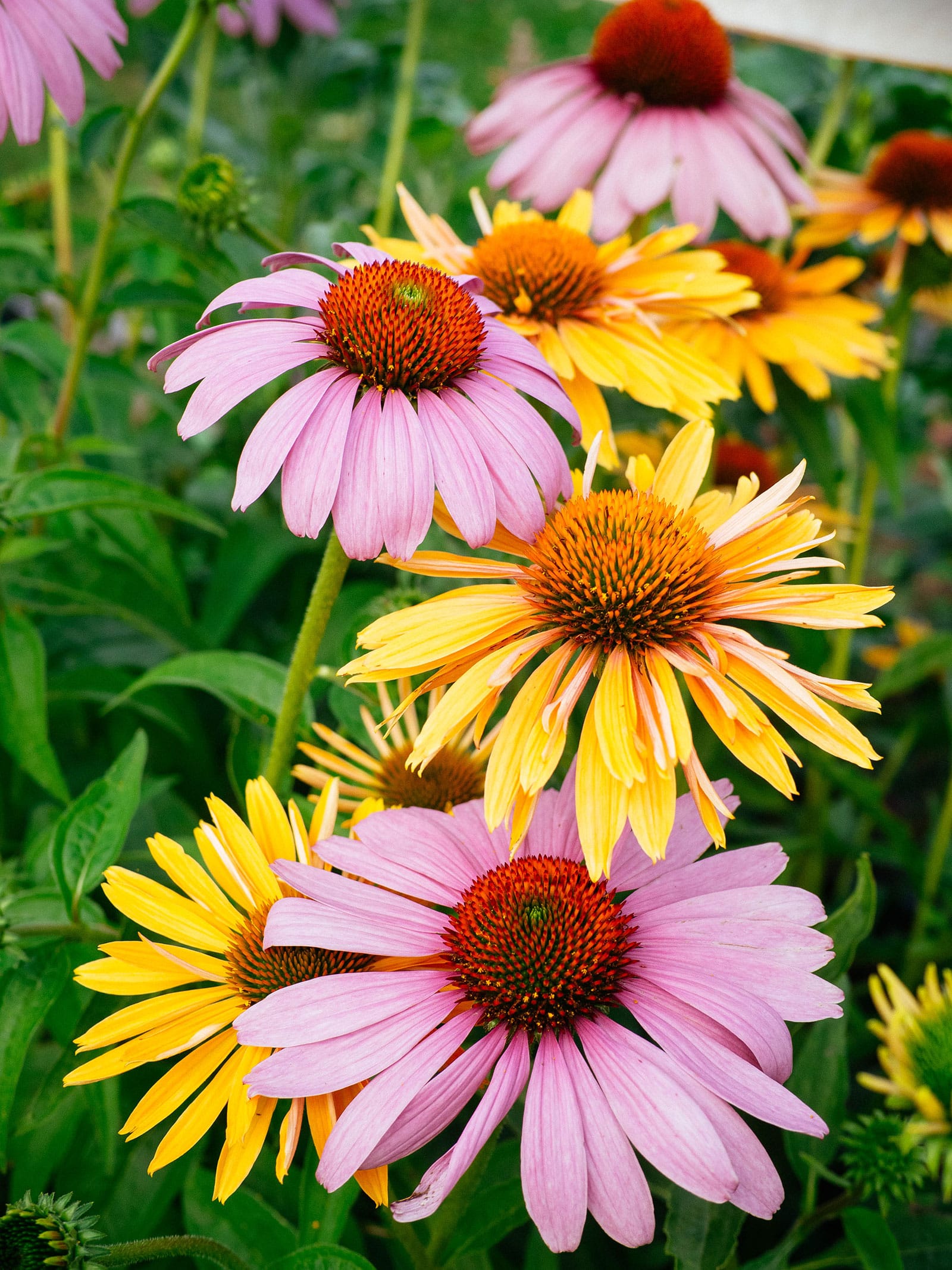 Edible orange and purple coneflowers