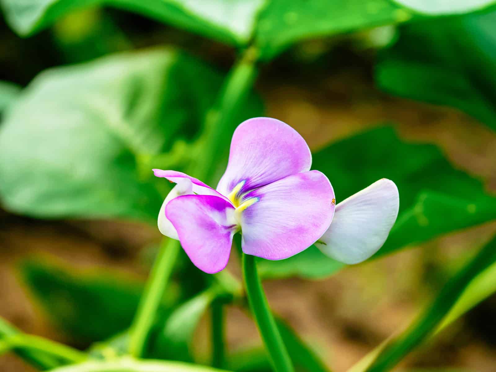 Edible cowpea flower