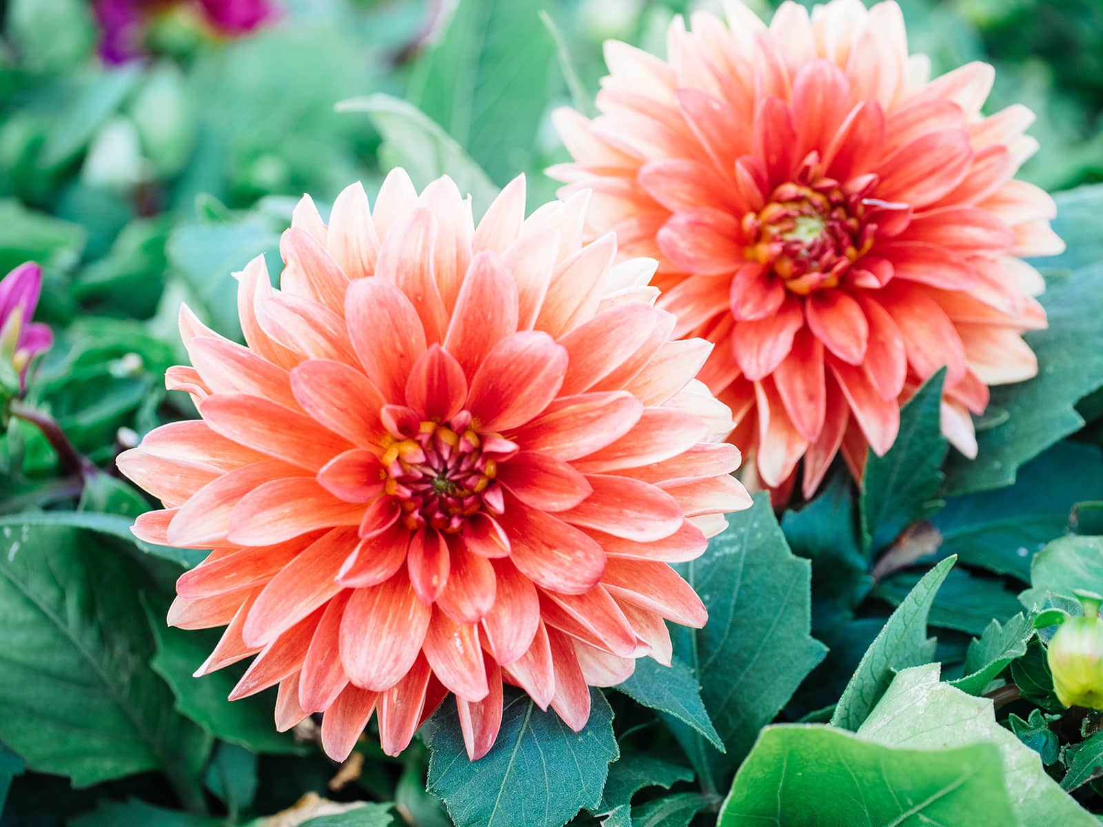 Edible peach dahlias