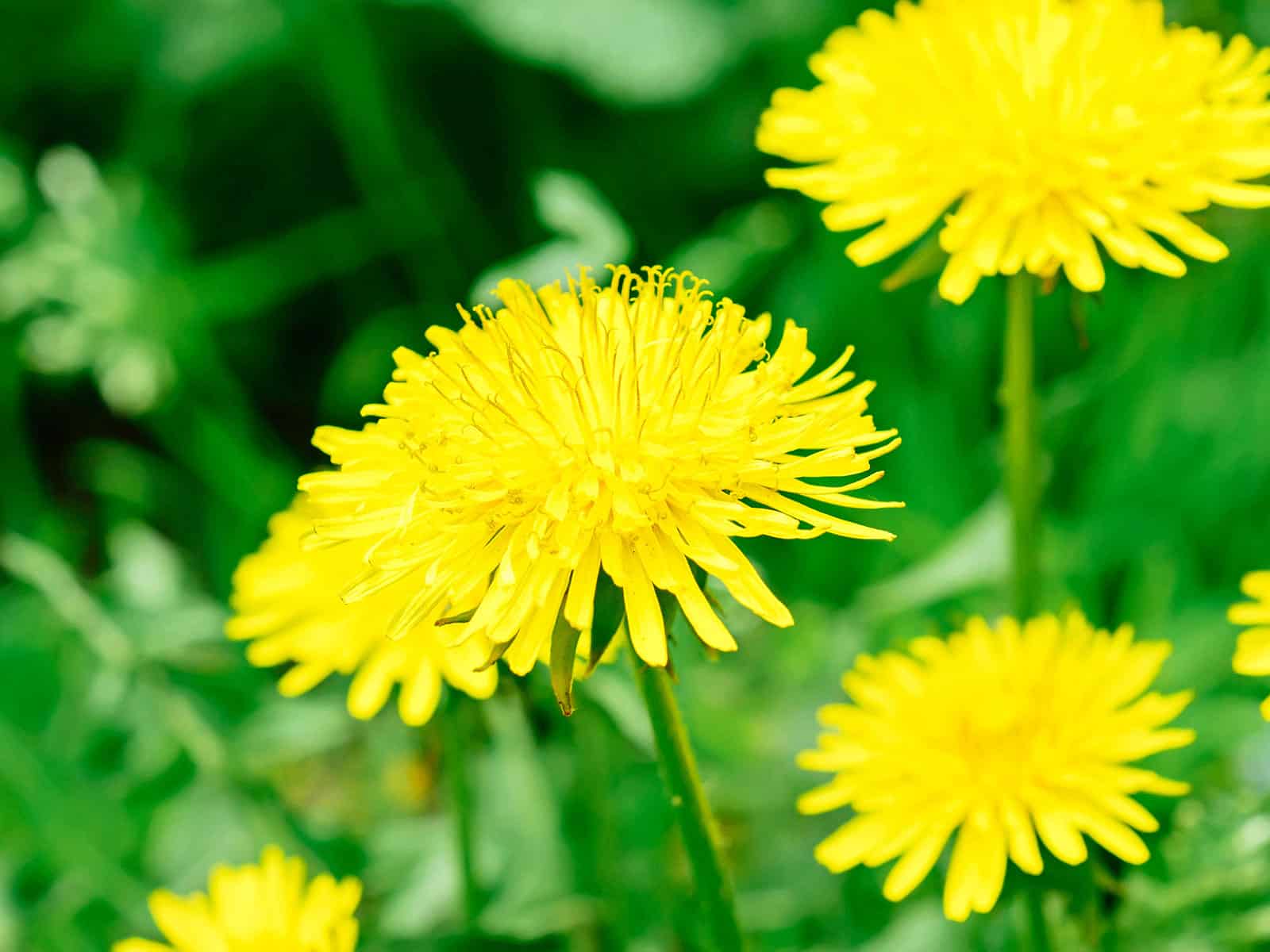 Edible yellow dandelion flowers