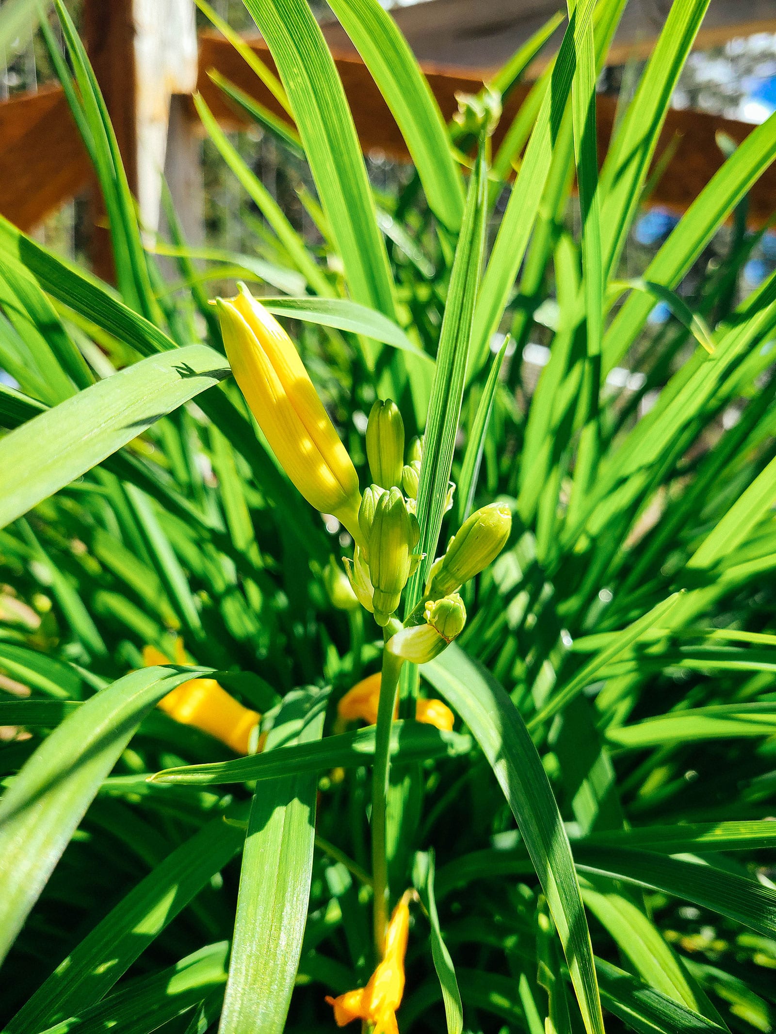 Edible daylily buds