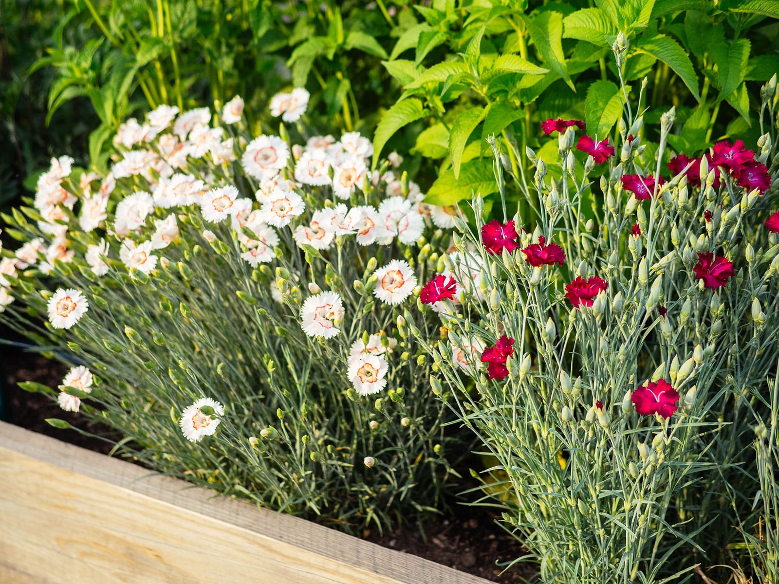 Edible white and pink dianthus blooms