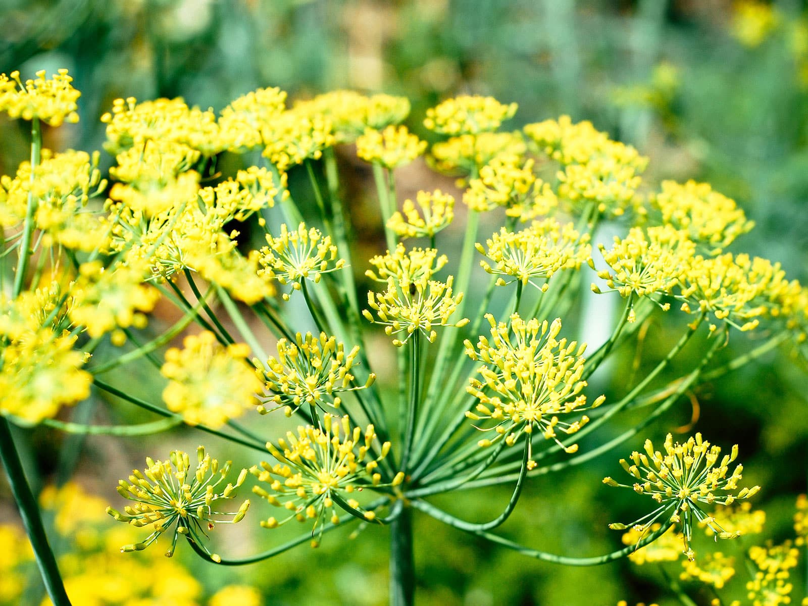 Edible dill florets
