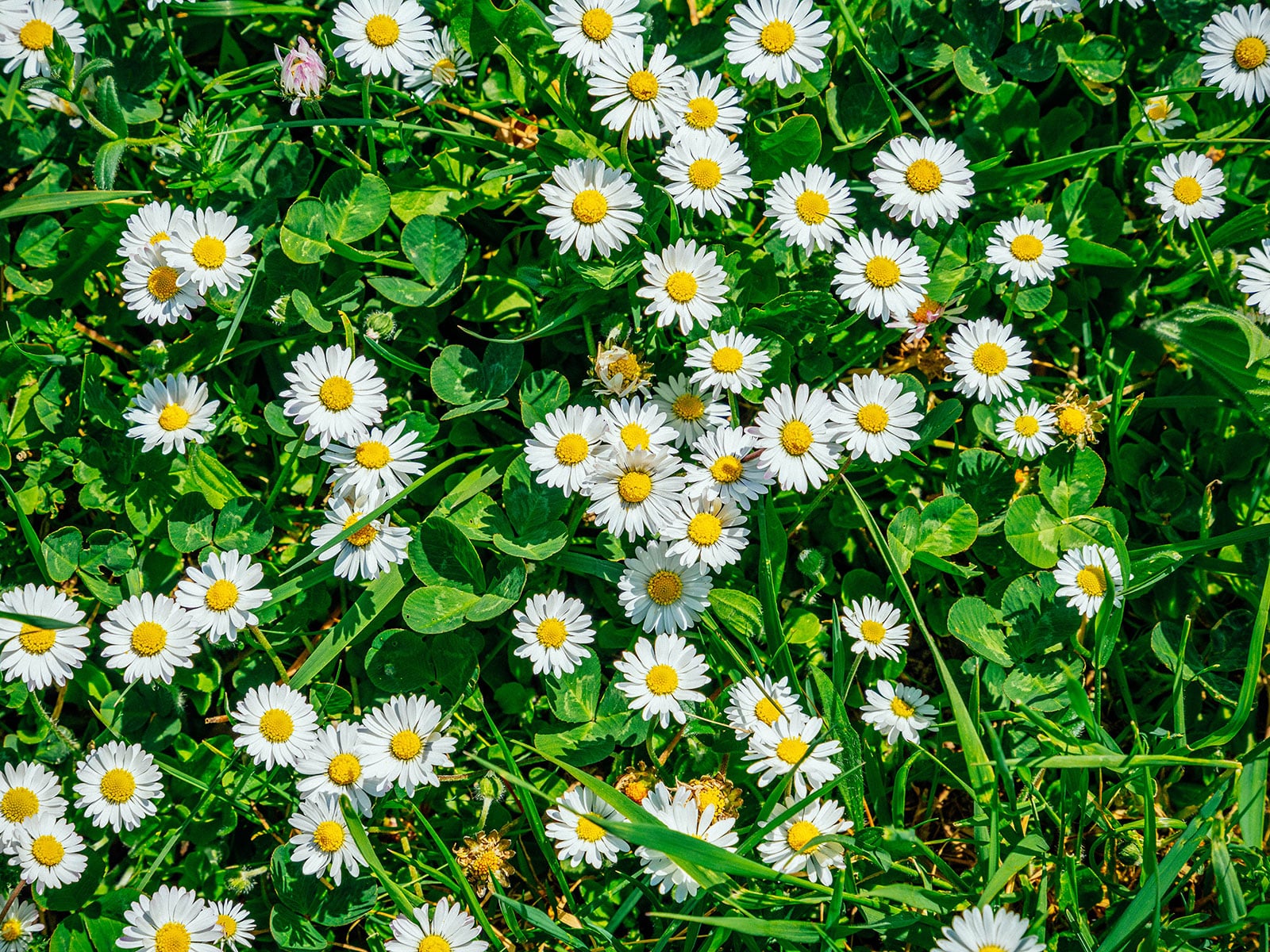 Edible English daisies in a lawn