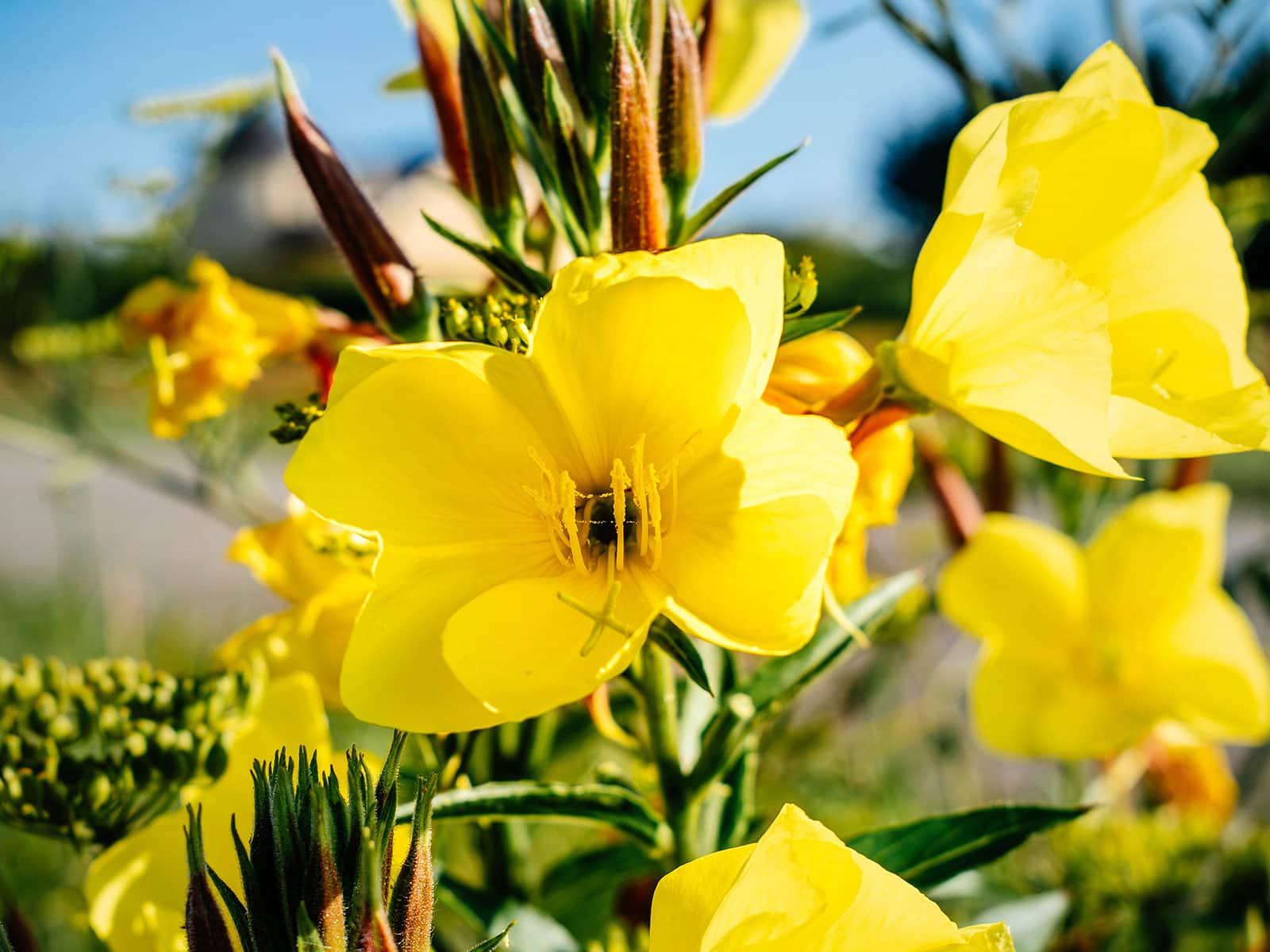 Edible evening primrose flowers