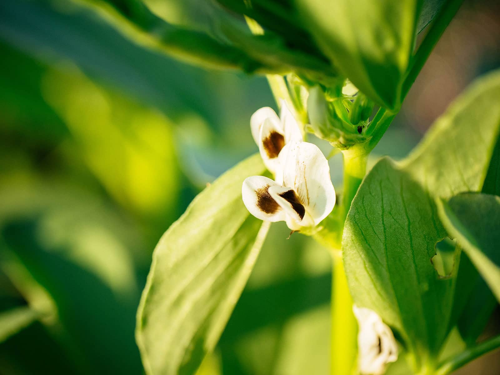 Edible fava bean flowers