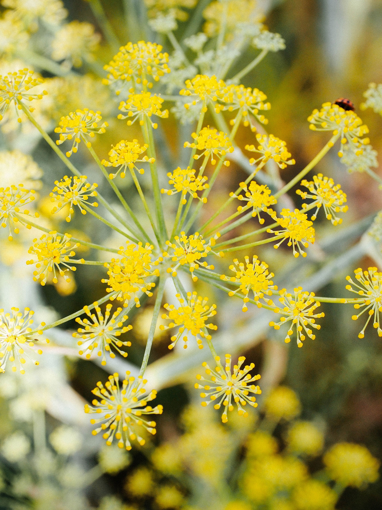 Edible fennel florets