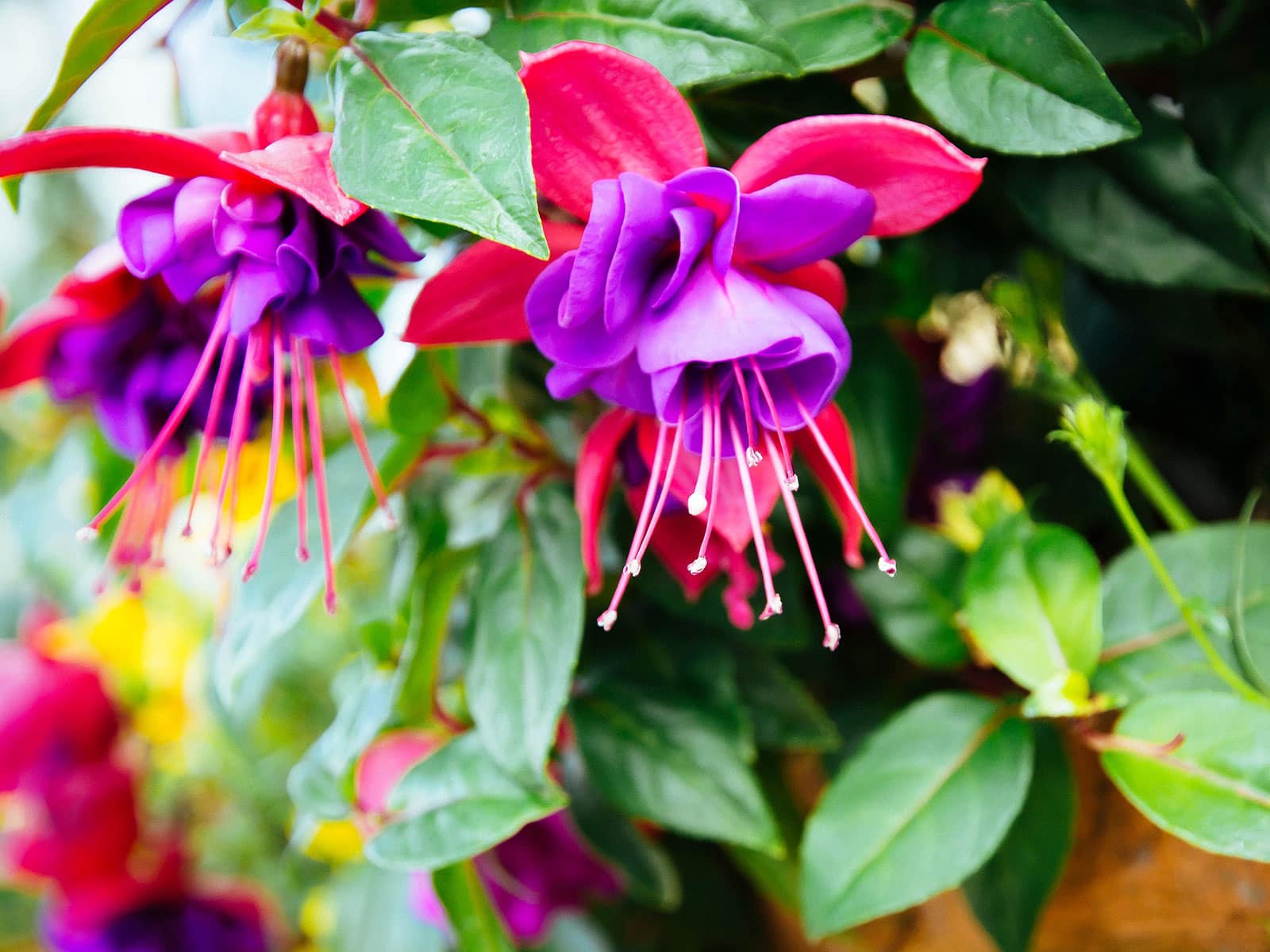 Edible fuchsia flowers
