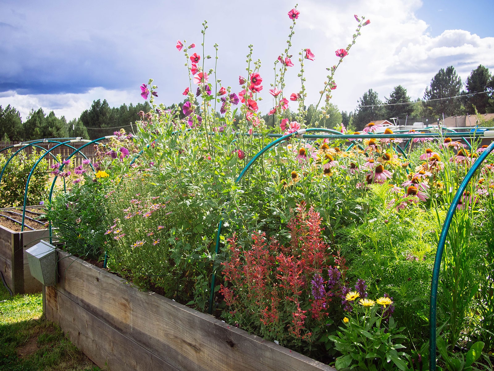 Raised garden bed planted with edible flowers