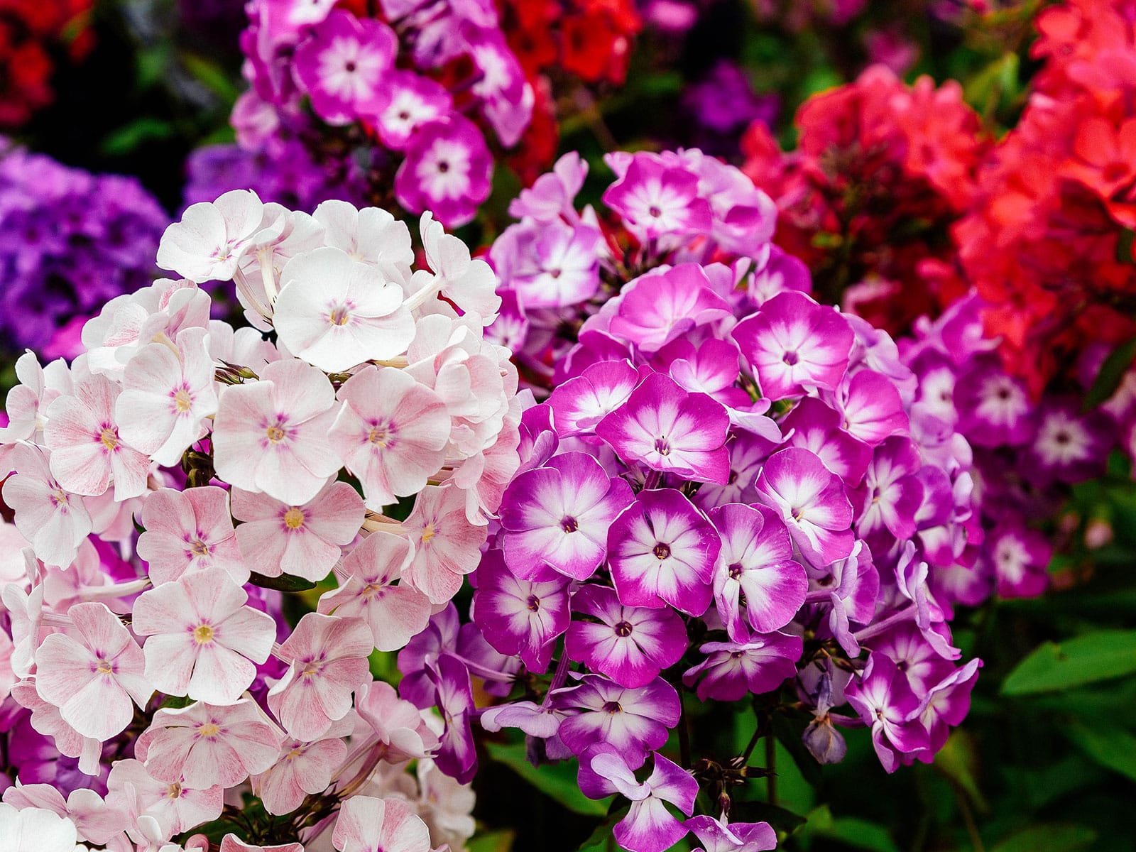 Edible garden phlox in white, pink, and red