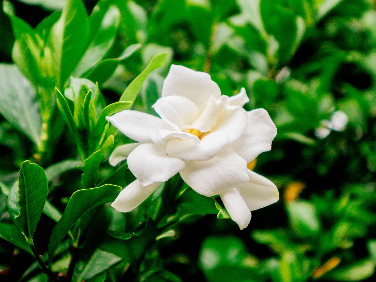 Edible gardenia flower